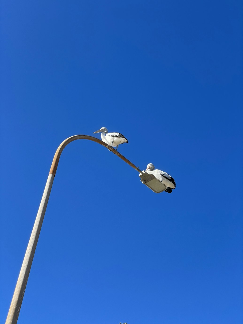 Urban bird conservation in Australia