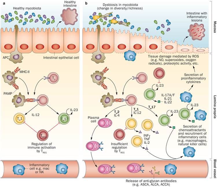Gut microbiota - beyond bacteria