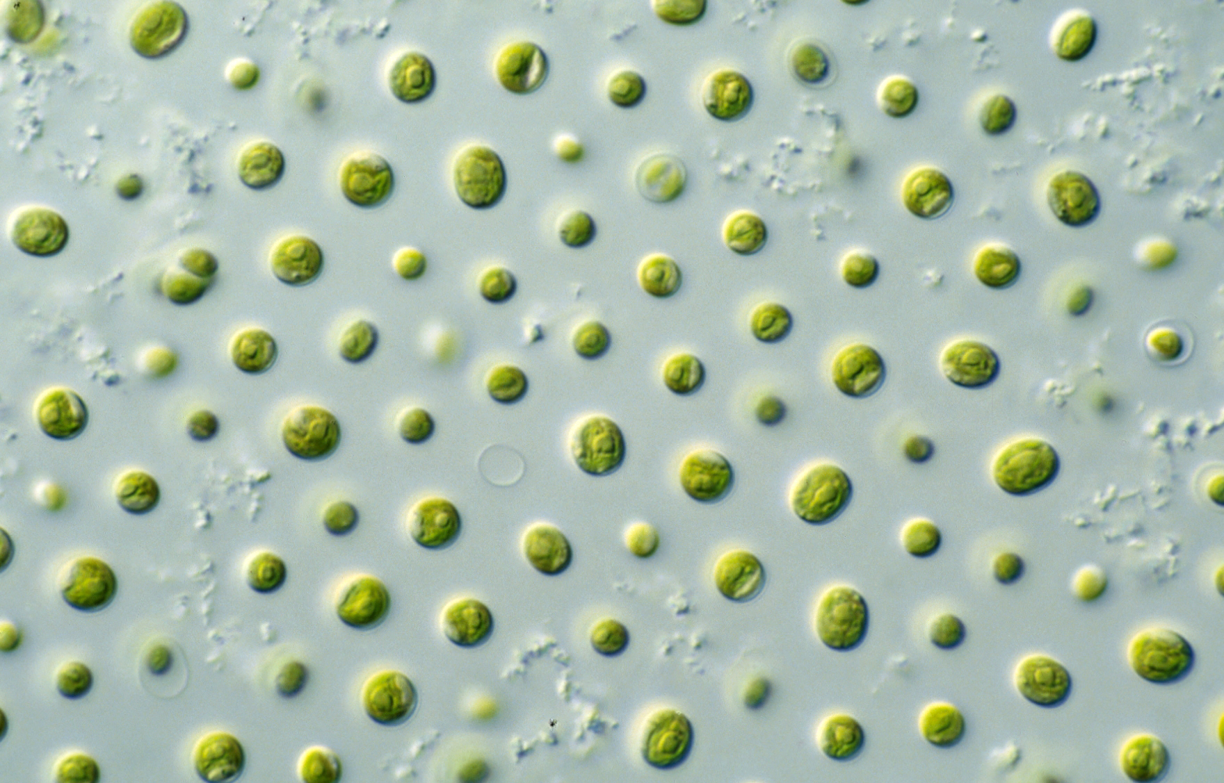 From wastewater to valuable resources: advancing algal biotechnology - a Call for Papers