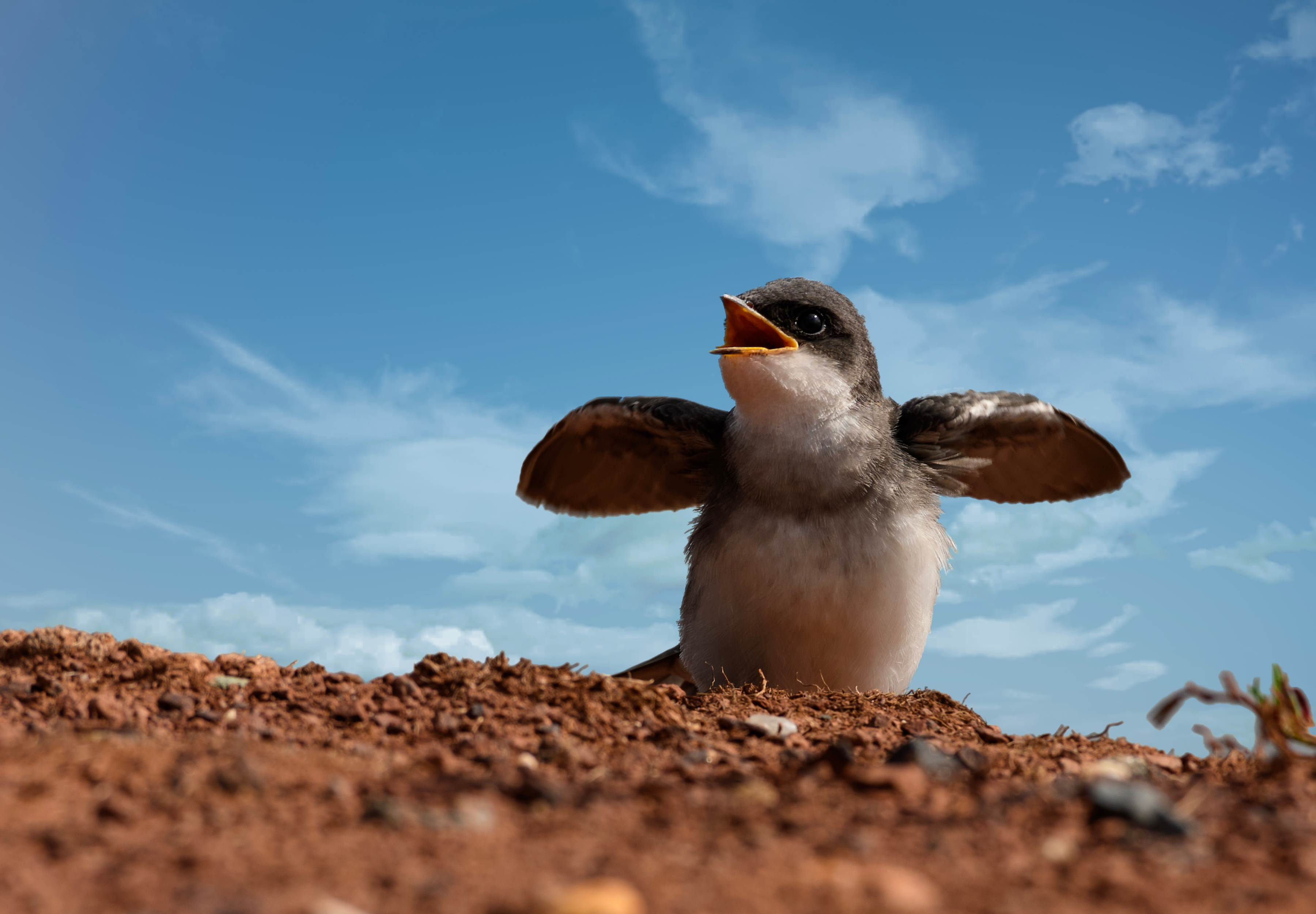 How birders helped pinpoint hotspots for migratory bird conservation