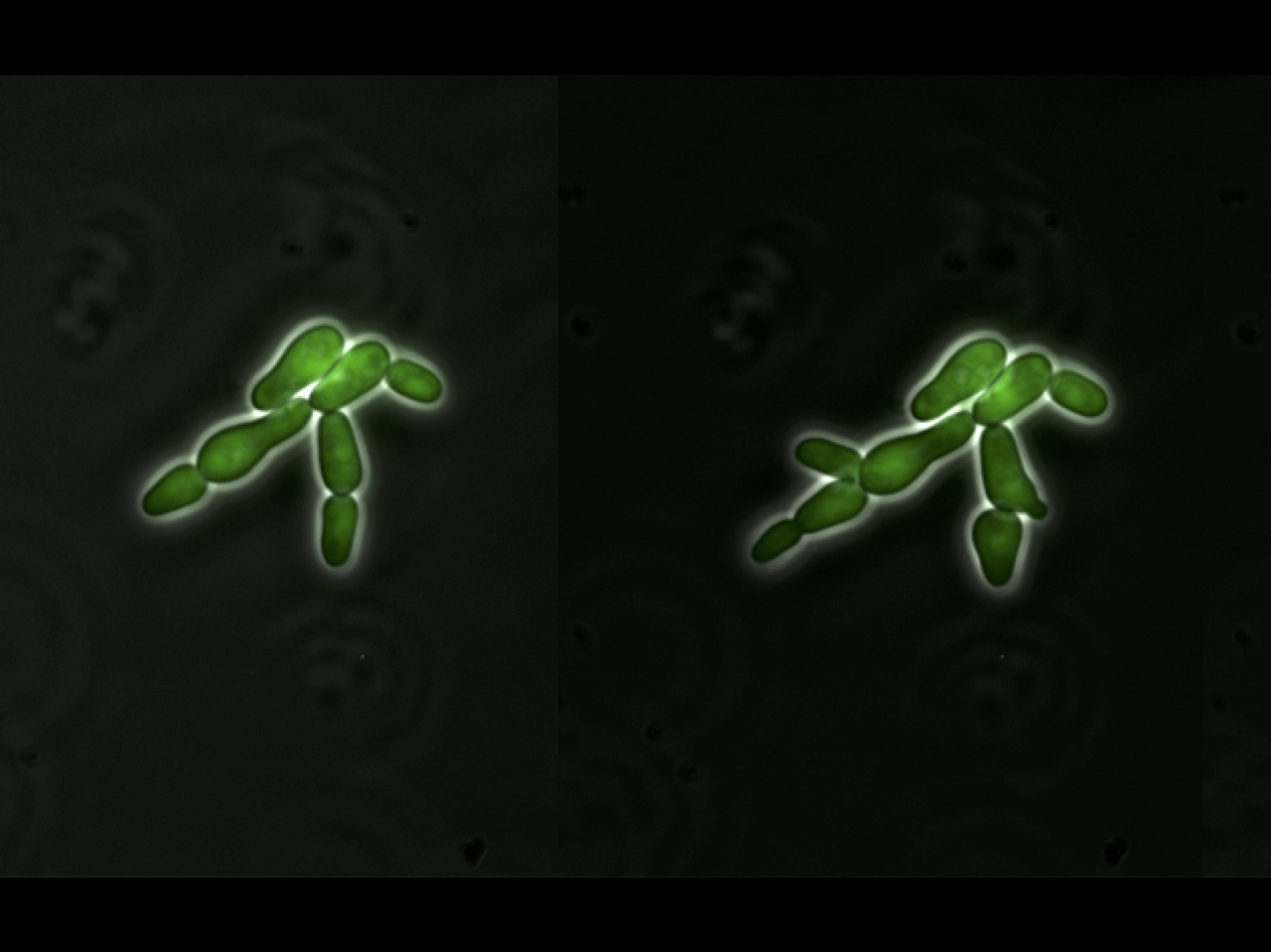 Towards programmable cell pattern formation
