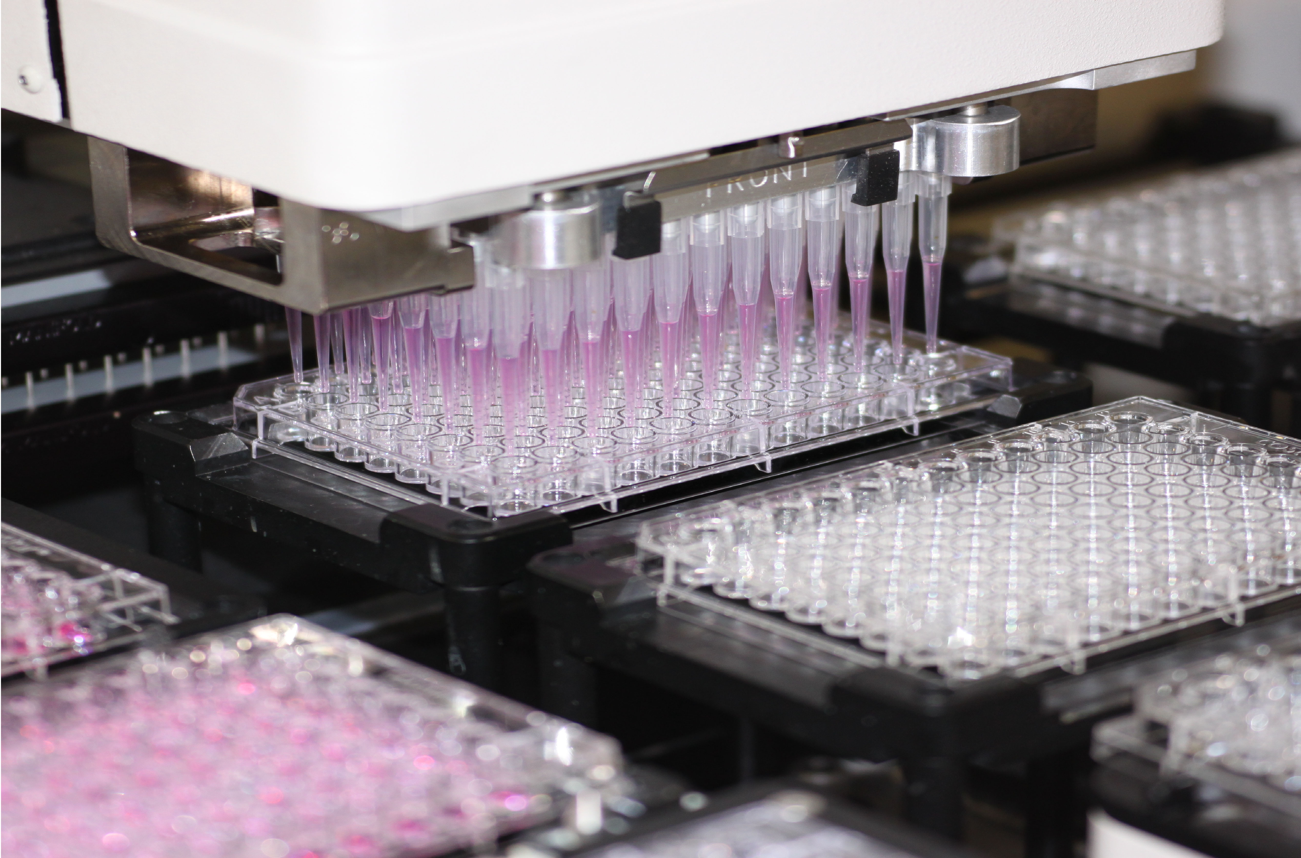 Harnessing the innate immune system for antibiotic discovery