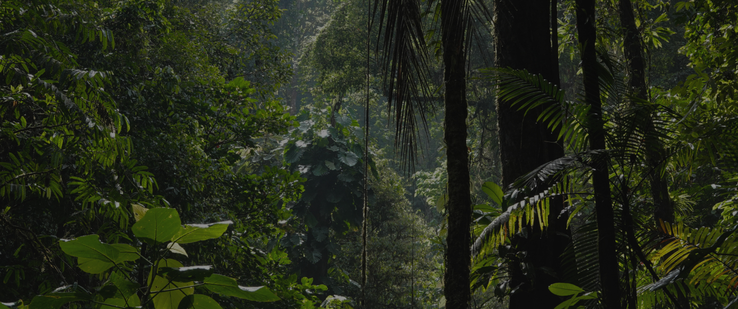 GVI – Virtual Wildlife Conservation Internships
