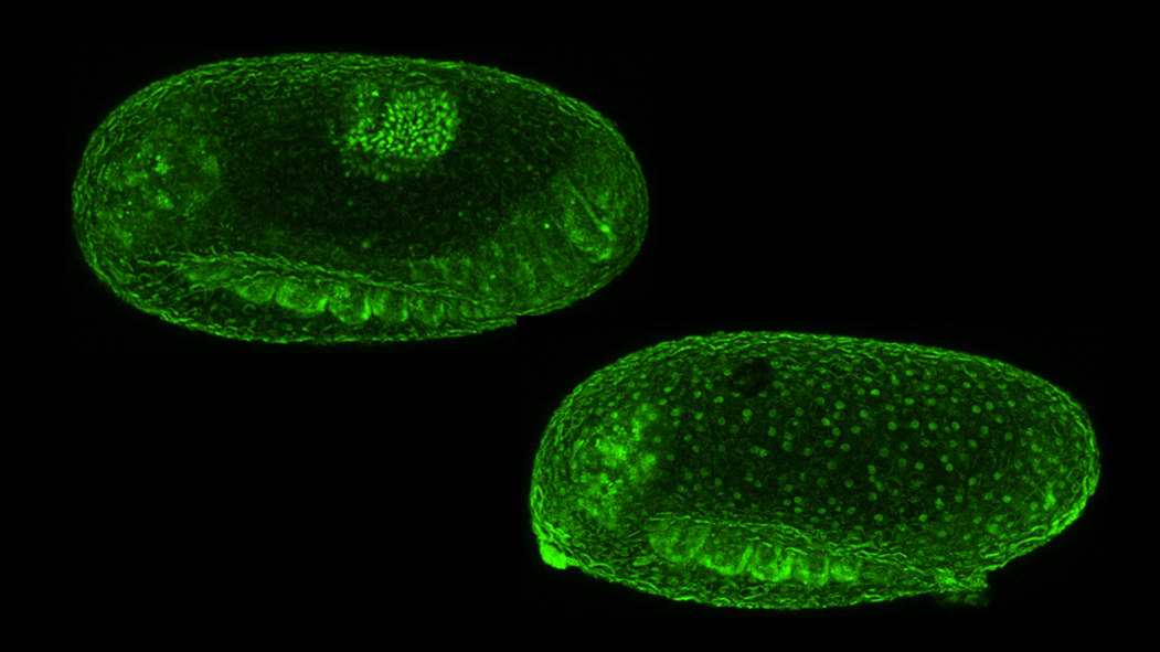A single genomic deletion speeds up development in beetles, but makes them smaller