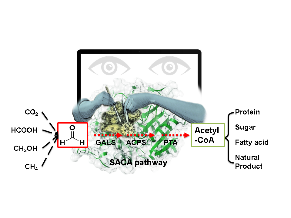 The synthetic Acetyl-CoA pathway