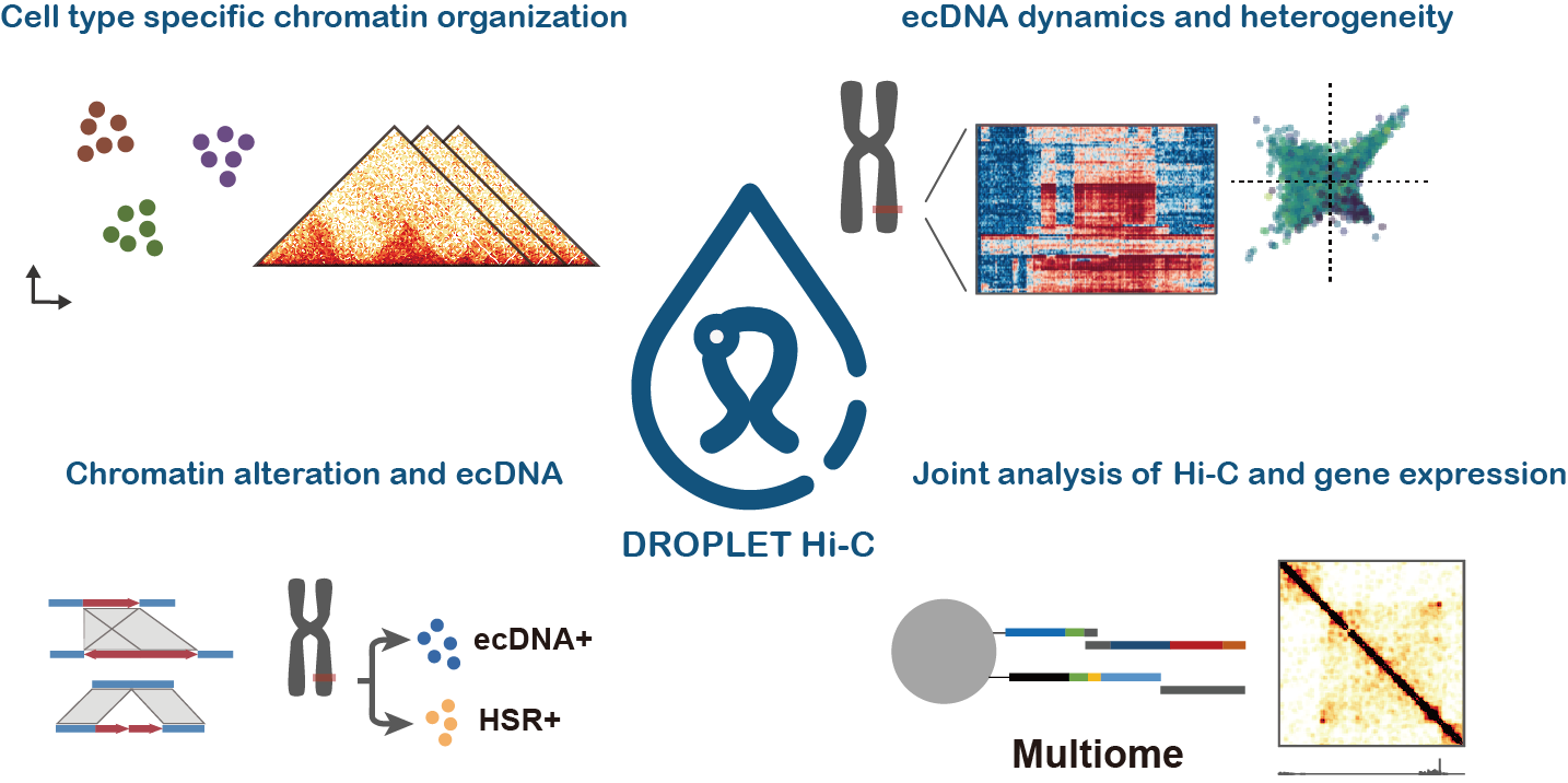 Unveiling Chromatin Architecture with Droplet Hi-C: A Breakthrough in Scalable Single-Cell Analysis