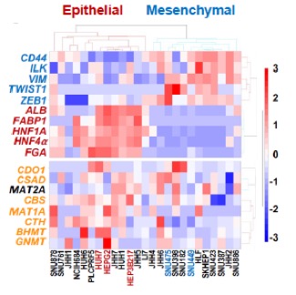 HNF4α dictates sensitivity to methionine restriction as a regulator of sulfur amino acid metabolism
