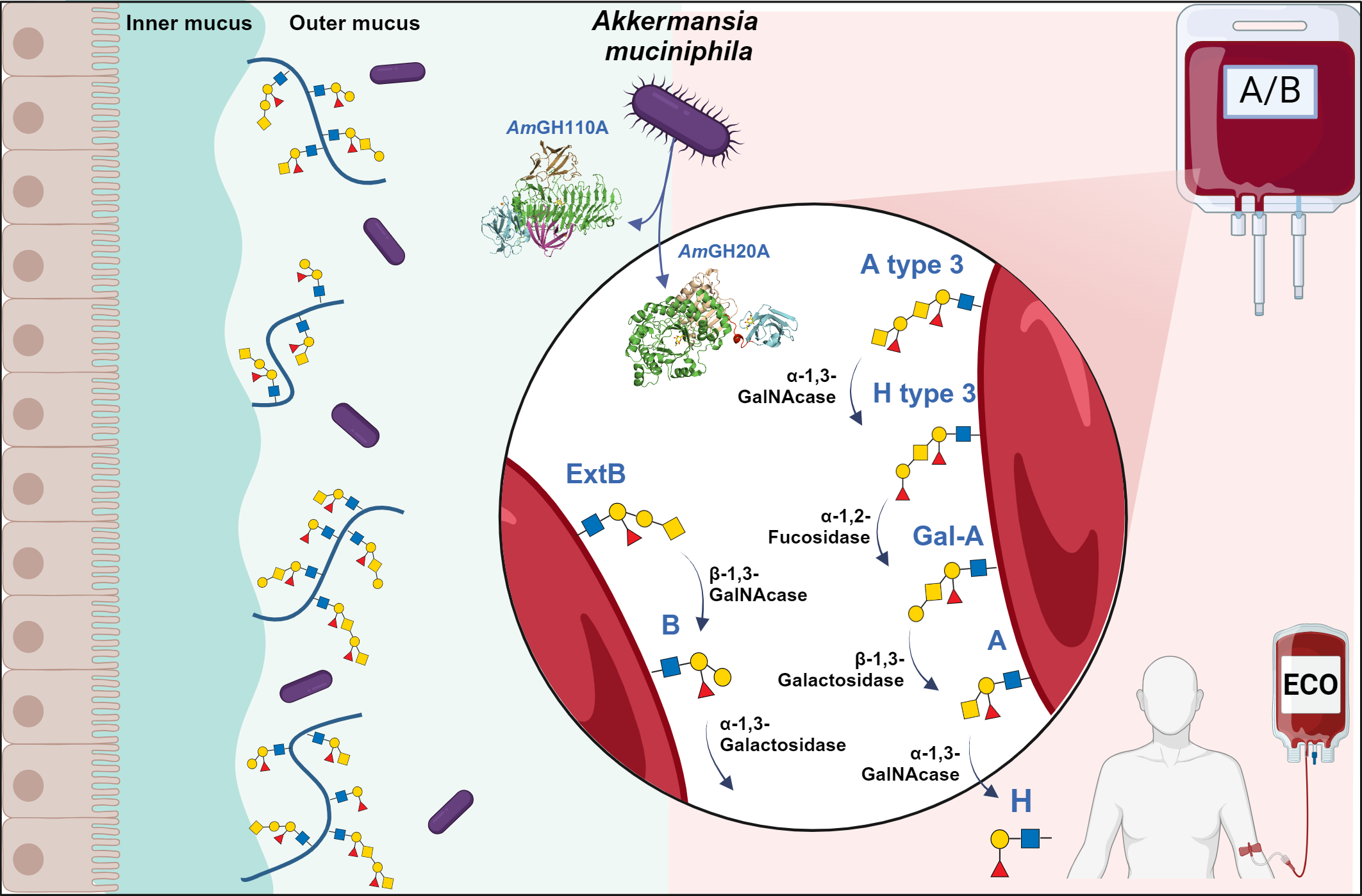 Mucin degrading gut bacterium reveal a new avenue towards ABO-universal donor blood