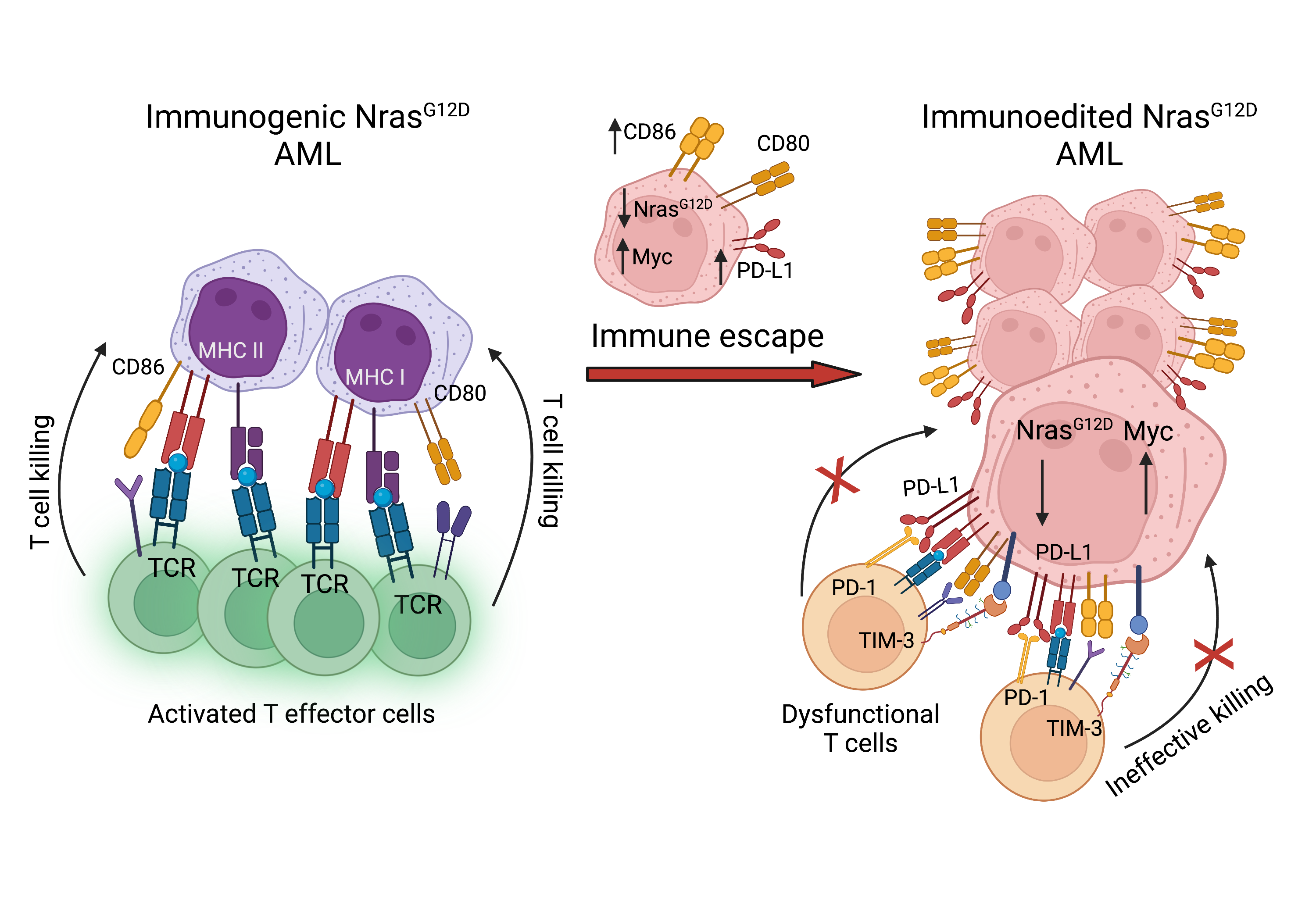 Oncogenic drivers dictate immune control of acute myeloid leukemia 