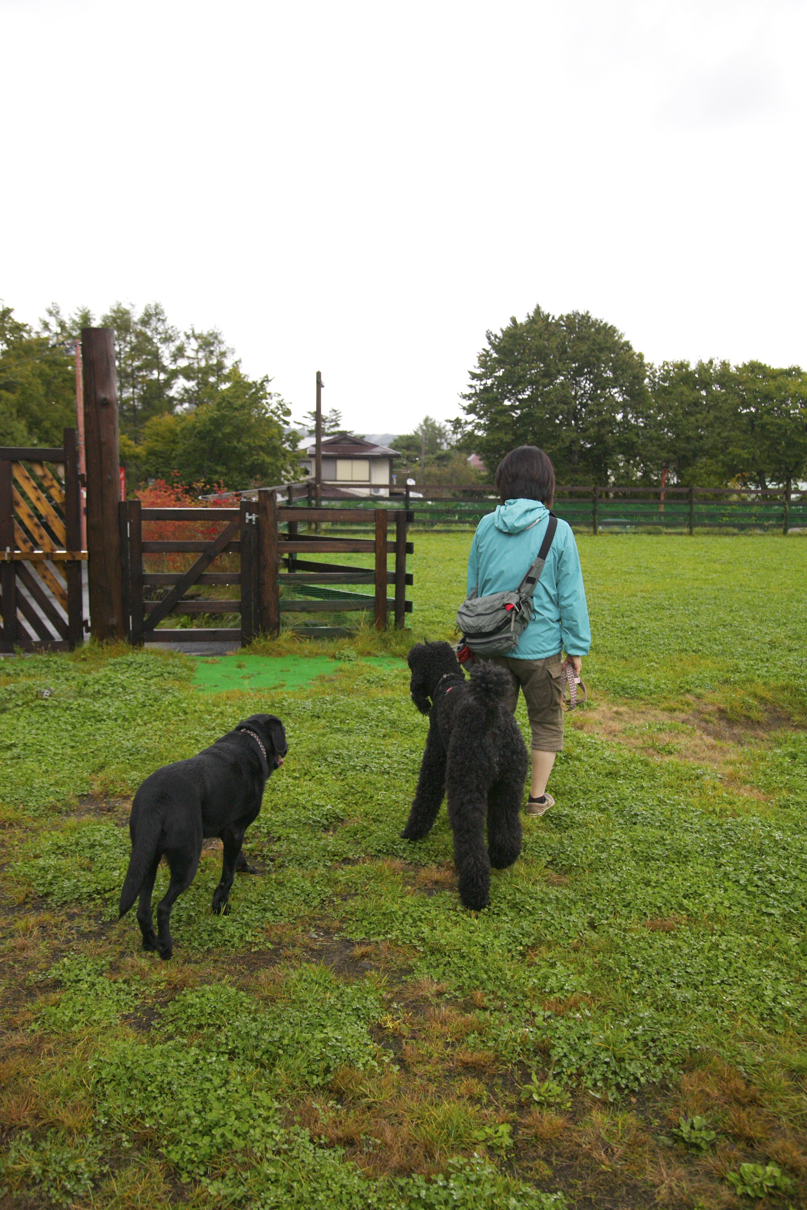 When dogs begin to walk with humans