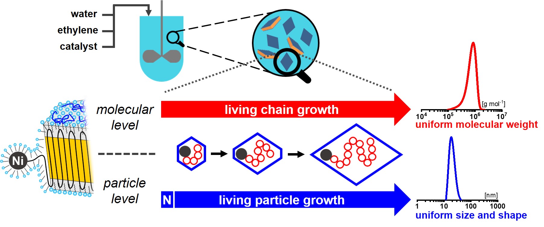 Uniform shape monodisperse single chain nanocrystals by living aqueous catalytic polymerization