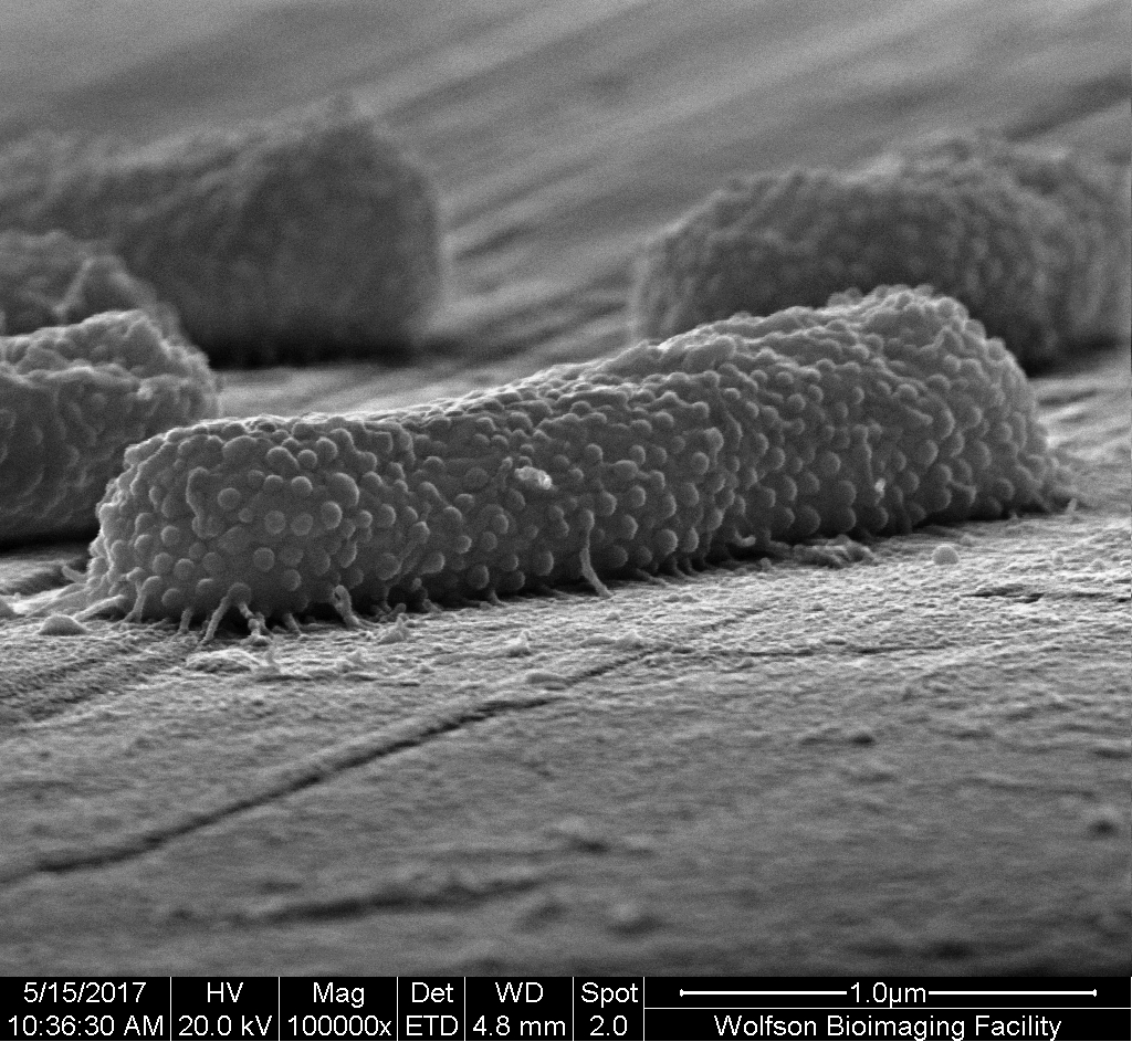 A thorny subject: antibacterial mechanisms of biomimetic nanopillars