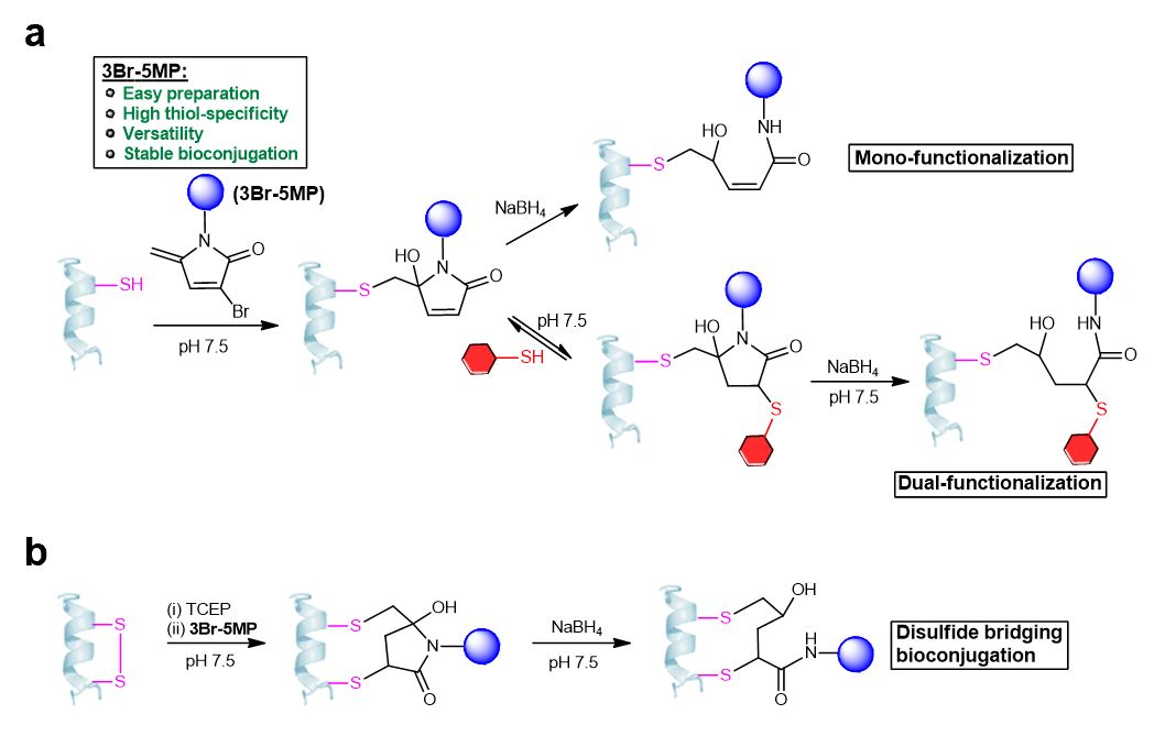 A new strategy for cysteine-specific protein multi-functional modification