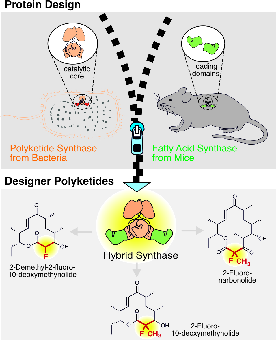 How to introduce fluorine in polyketide natural compounds