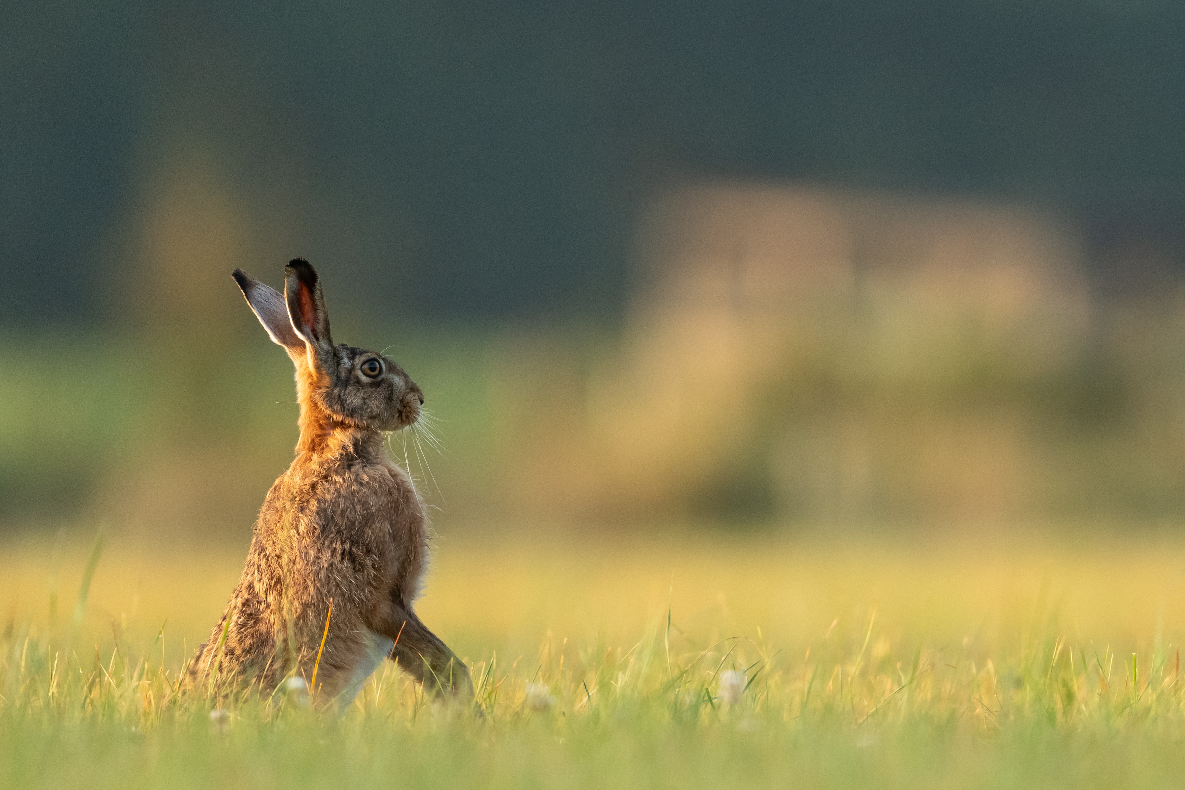 Grant Writing for Wildlife Conservation
