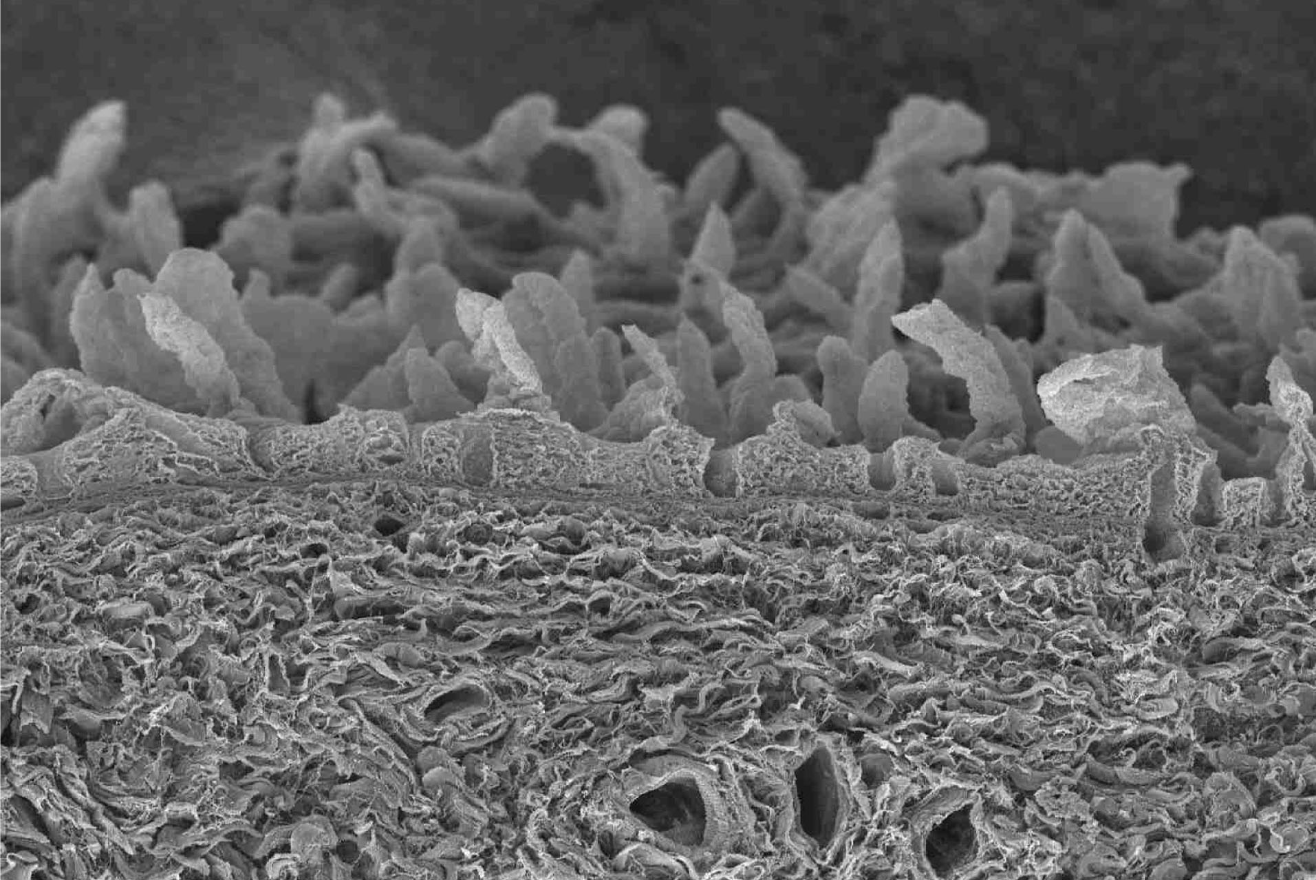 Growing Human Gut