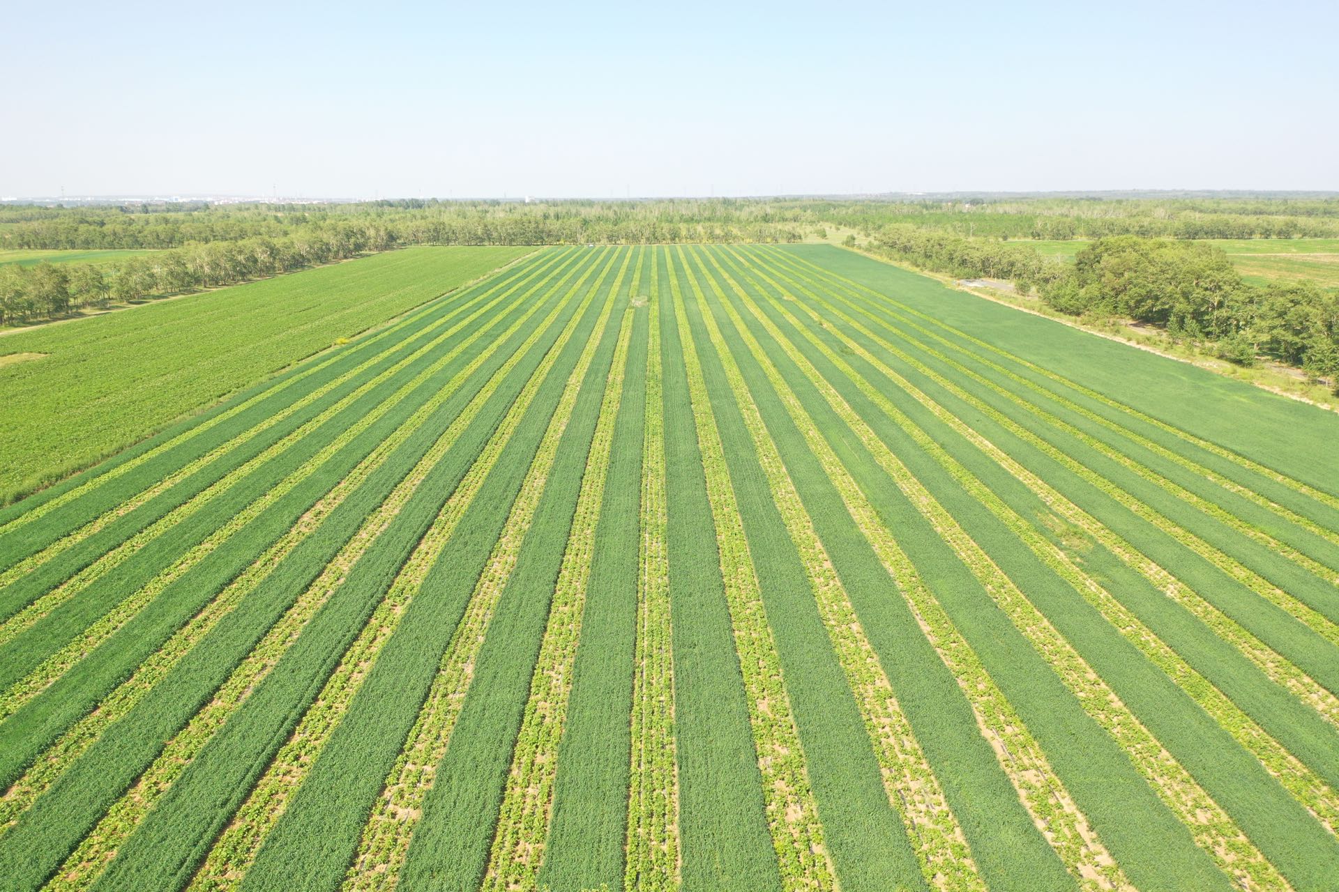 Legumes matter: quantifying to what extent legumes benefit rotations