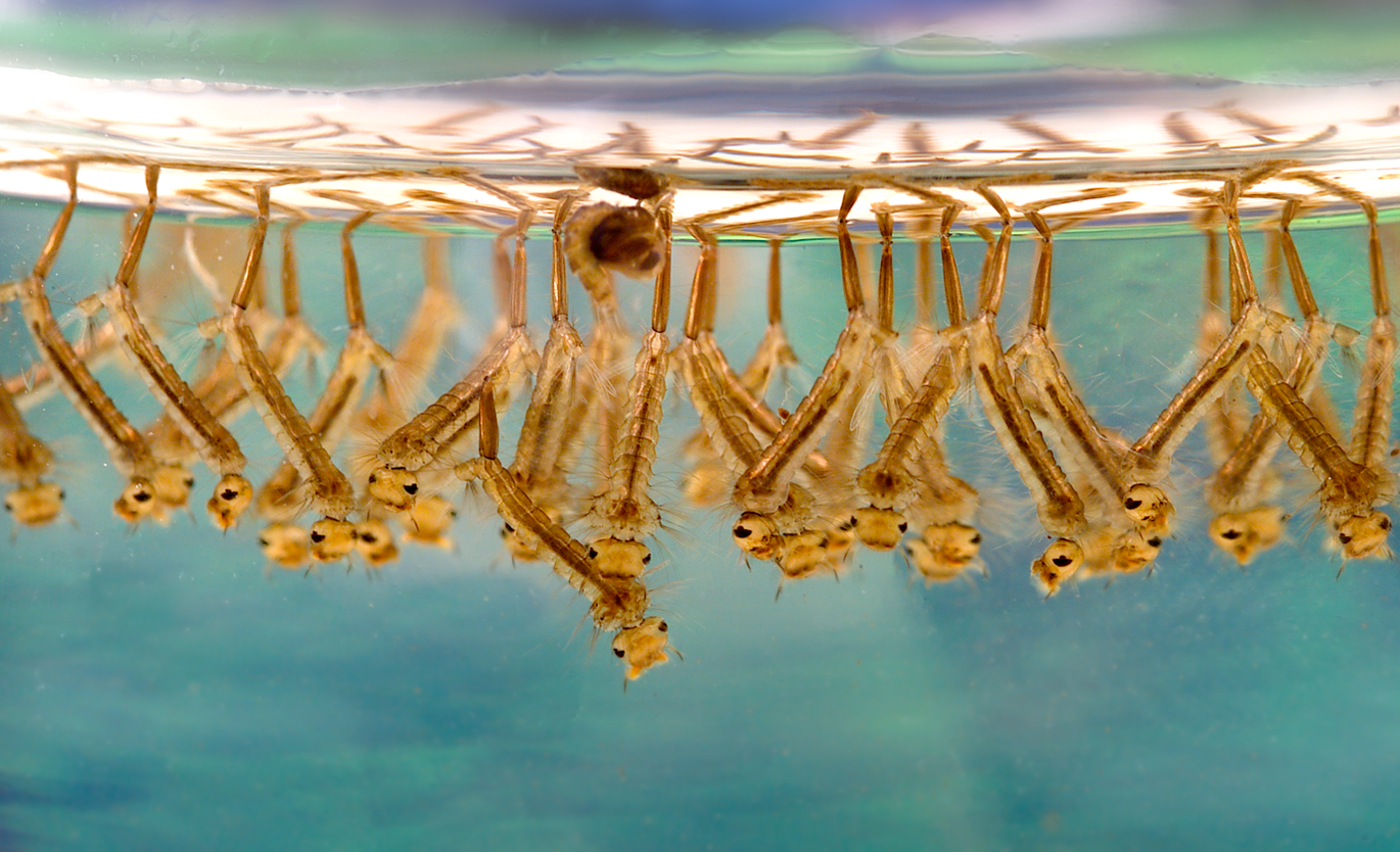What do recent findings on insect sentience and welfare mean for vector research and control? 
