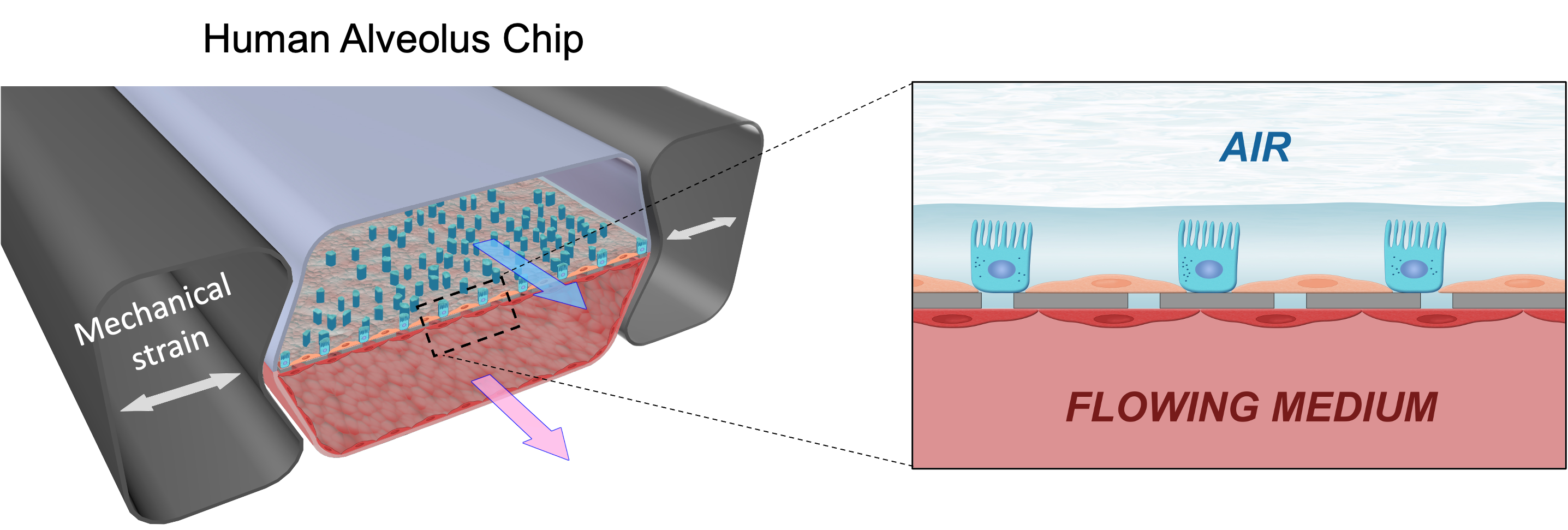 Viral infection of human Lung Chips: It's all the RAGE