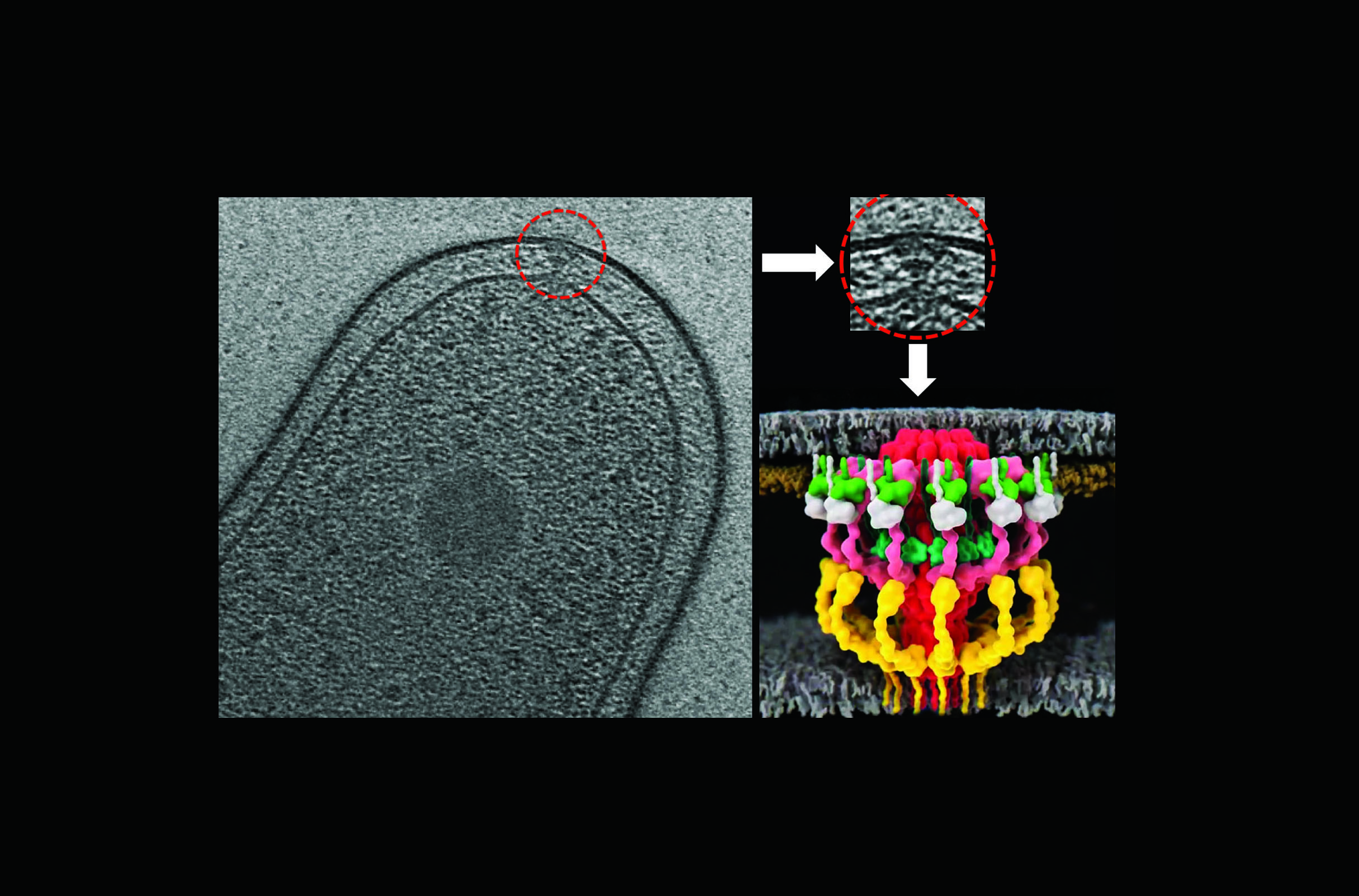 Legionella Dot/Icm type IV secretion system: A molecular machine gun