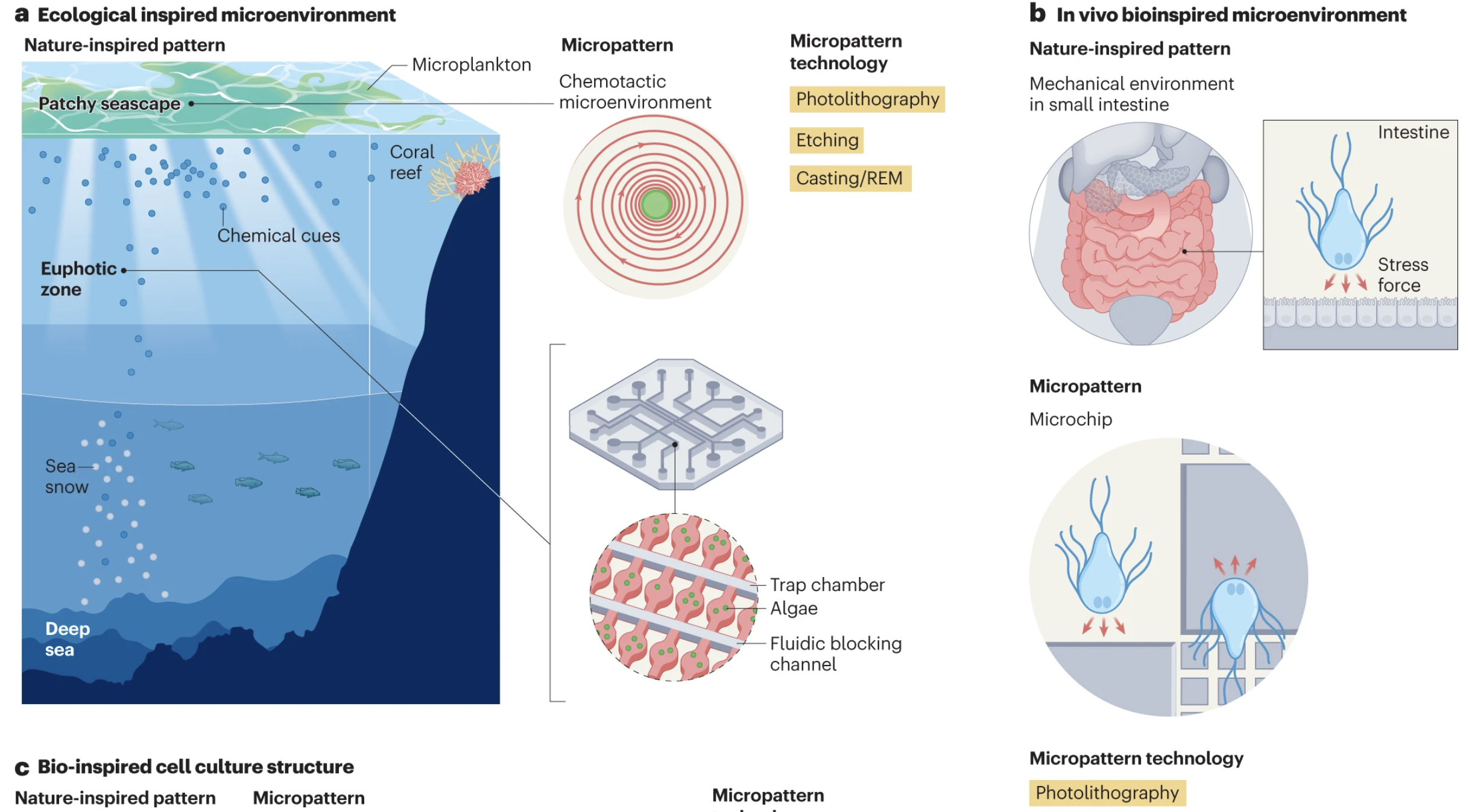 Nature-inspired micropatterns