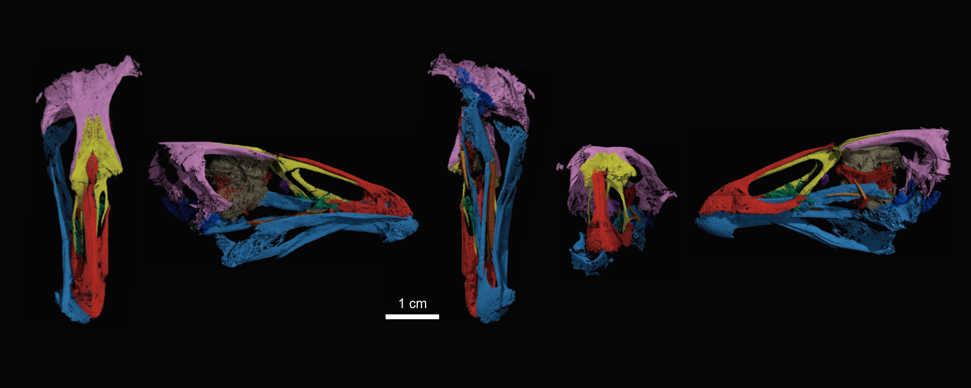 How we found the world's oldest modern bird skull