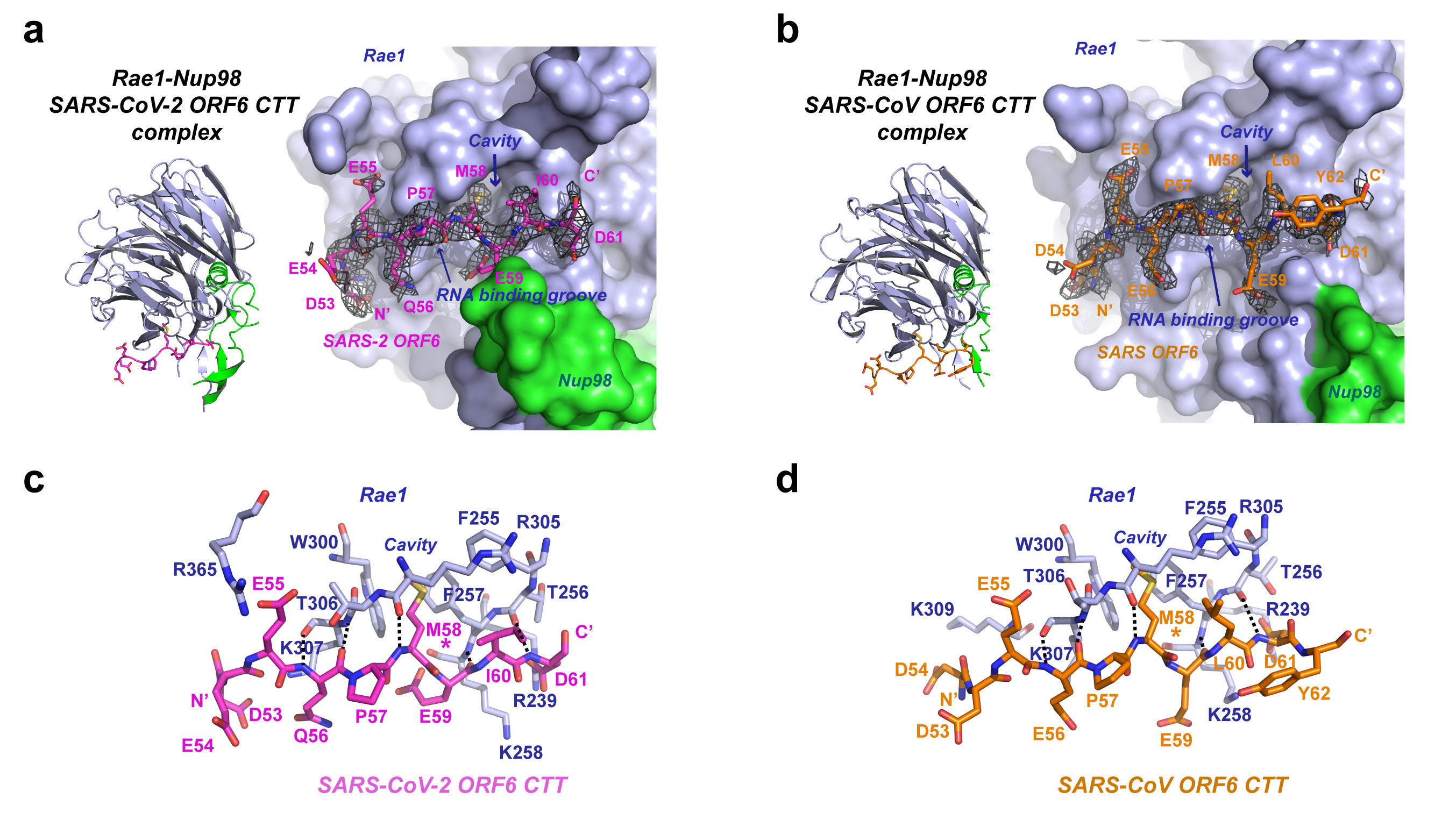 The accessory proteins of Sarbecovirus are important for their survival in cells