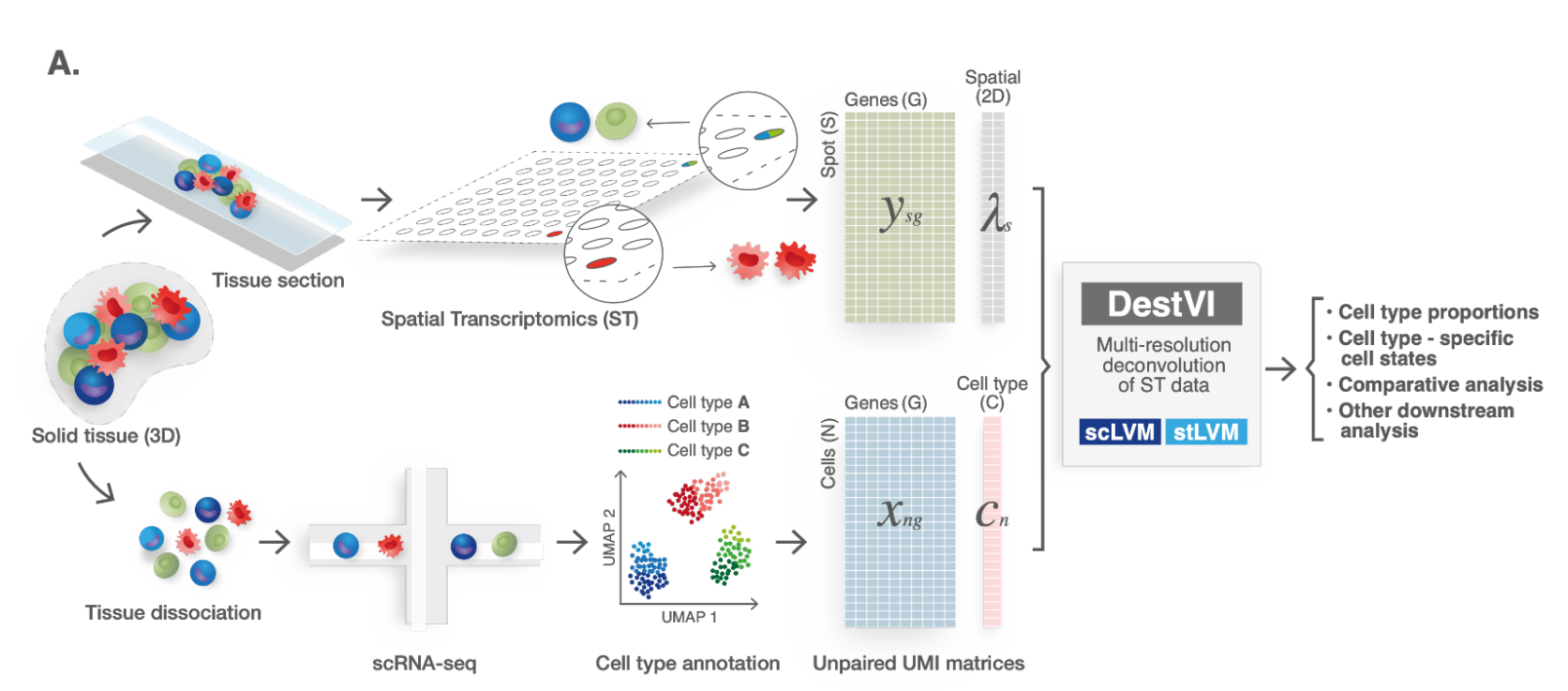Behind the paper: DestVI identifies continuums of cell types in spatial transcriptomics data