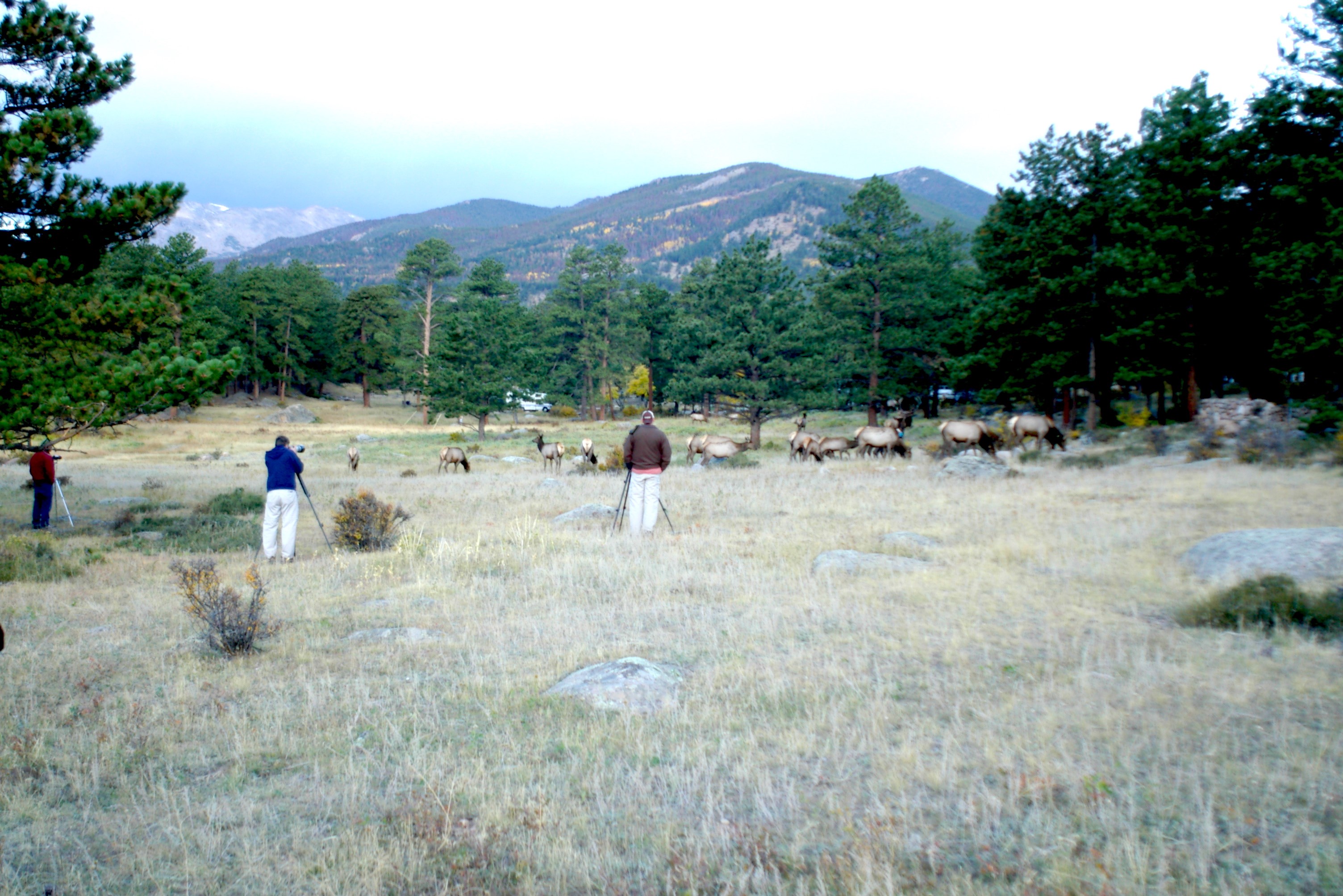 Wildlife Value Shift Due To An Unexpected Path