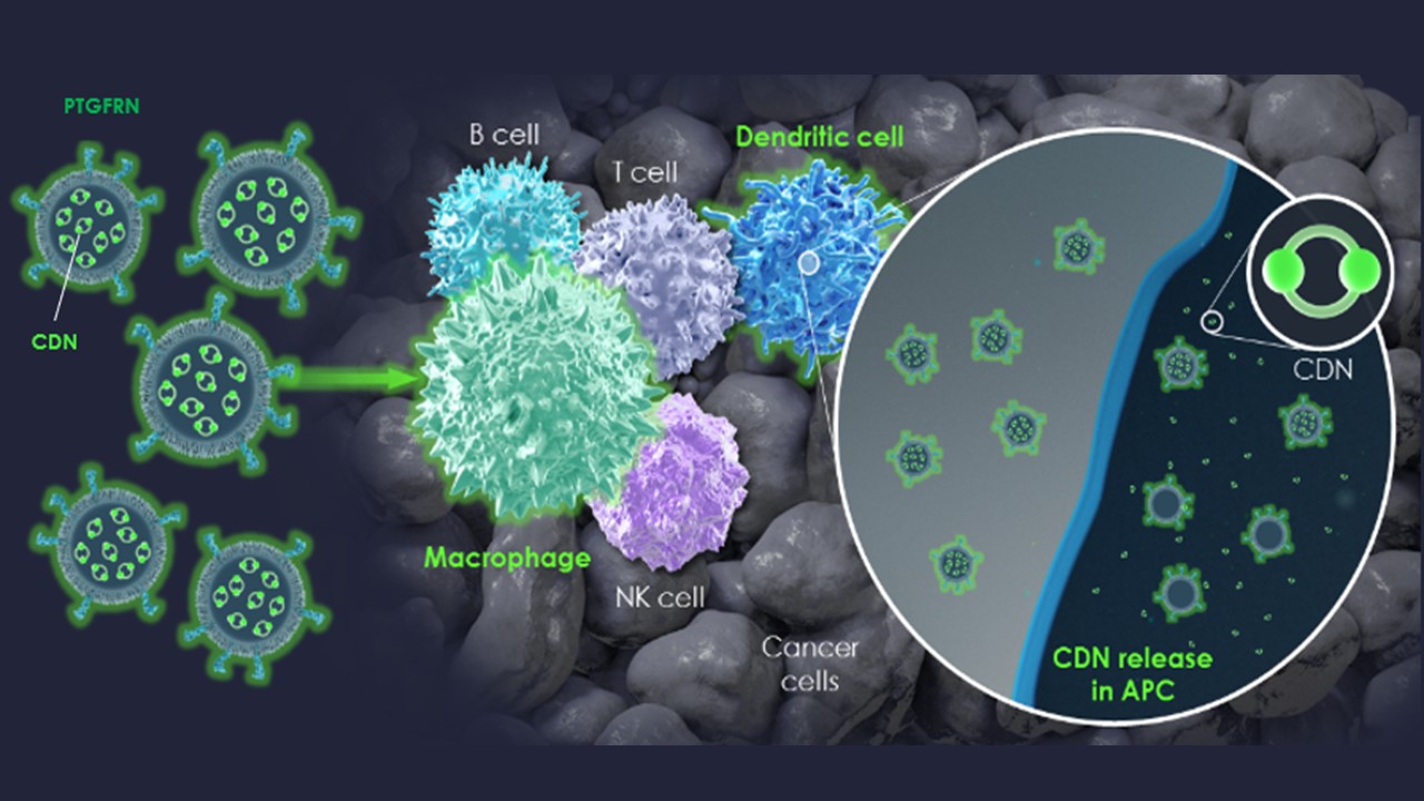 Engineered Exosomes for Drug Delivery:  Exosome Mediated Selective STING Activation in Antigen Presenting Cells 