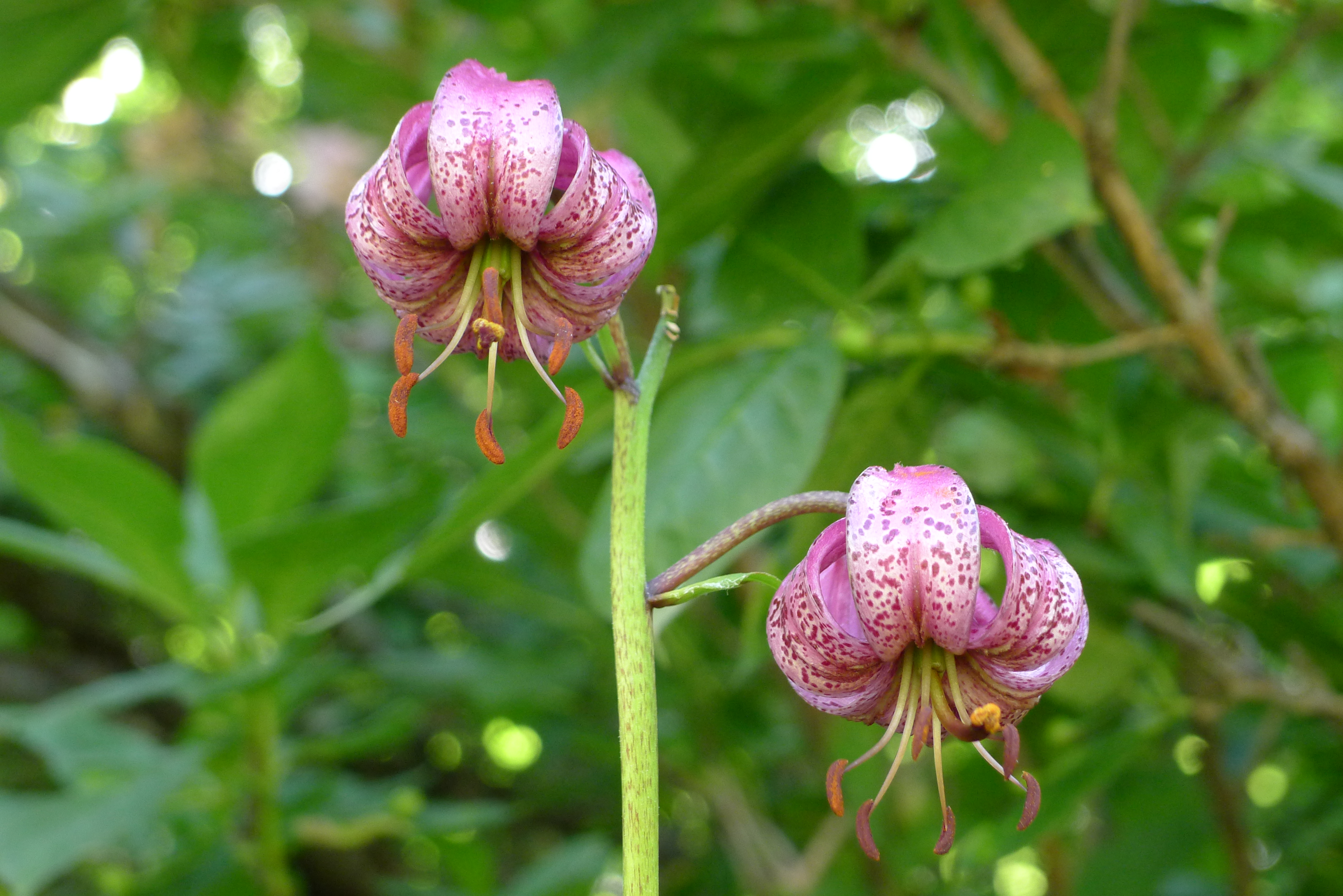 From many species to a few functional traits, a trick to model biodiversity