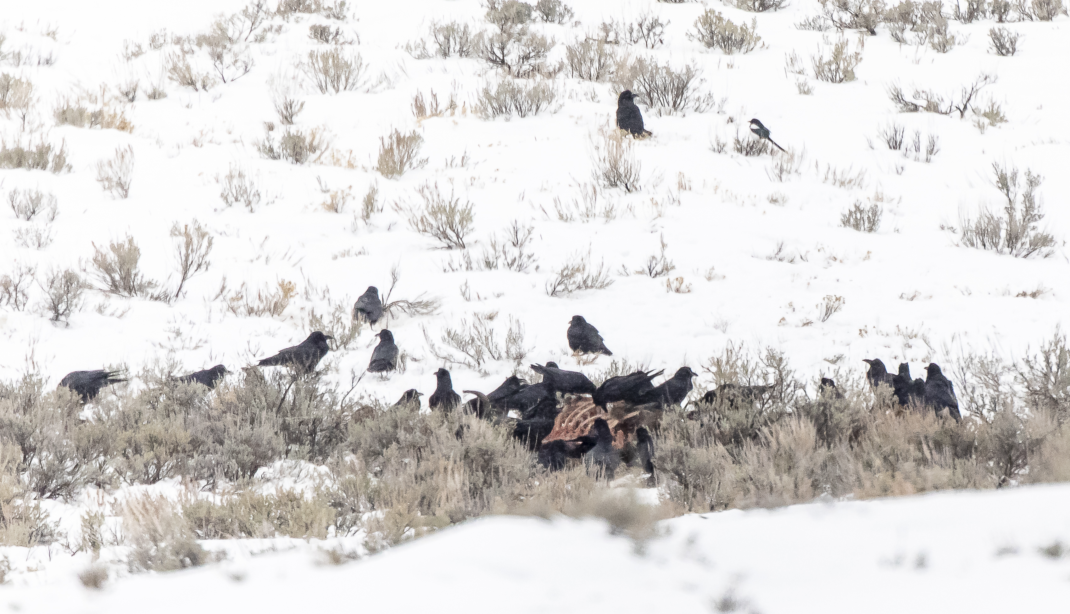 Did Upper Palaeolithic people provision food for their raven neighbours?
