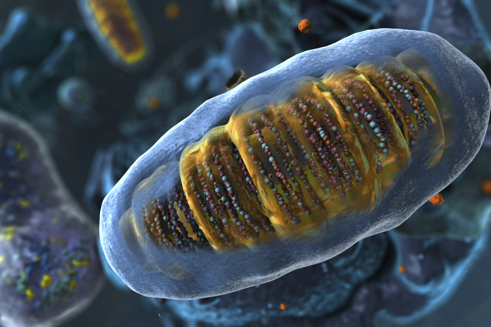 Call for papers: Mitochondrial Quality Control