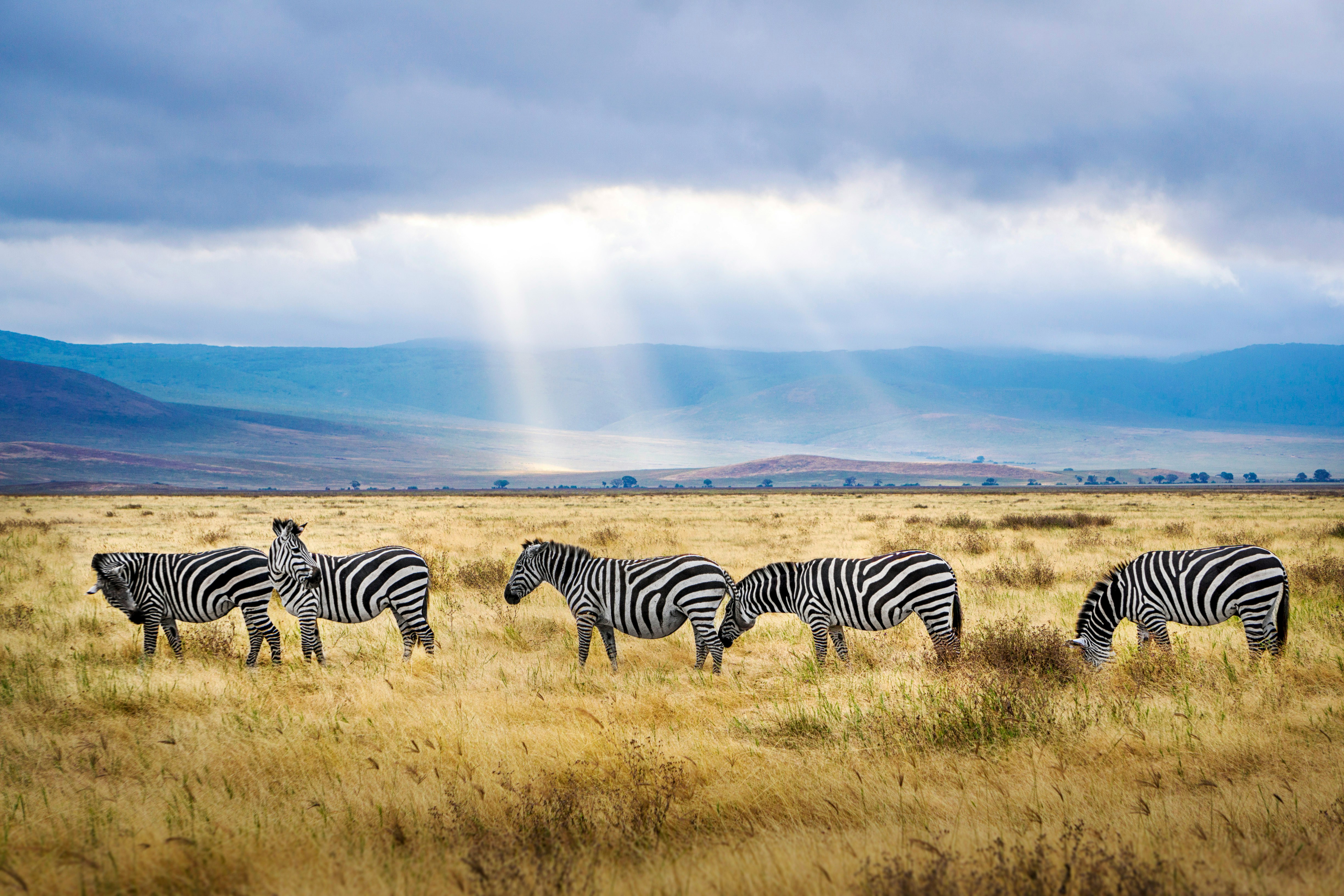 PhD Student, Dryland Resource Management (University of Nairobi)