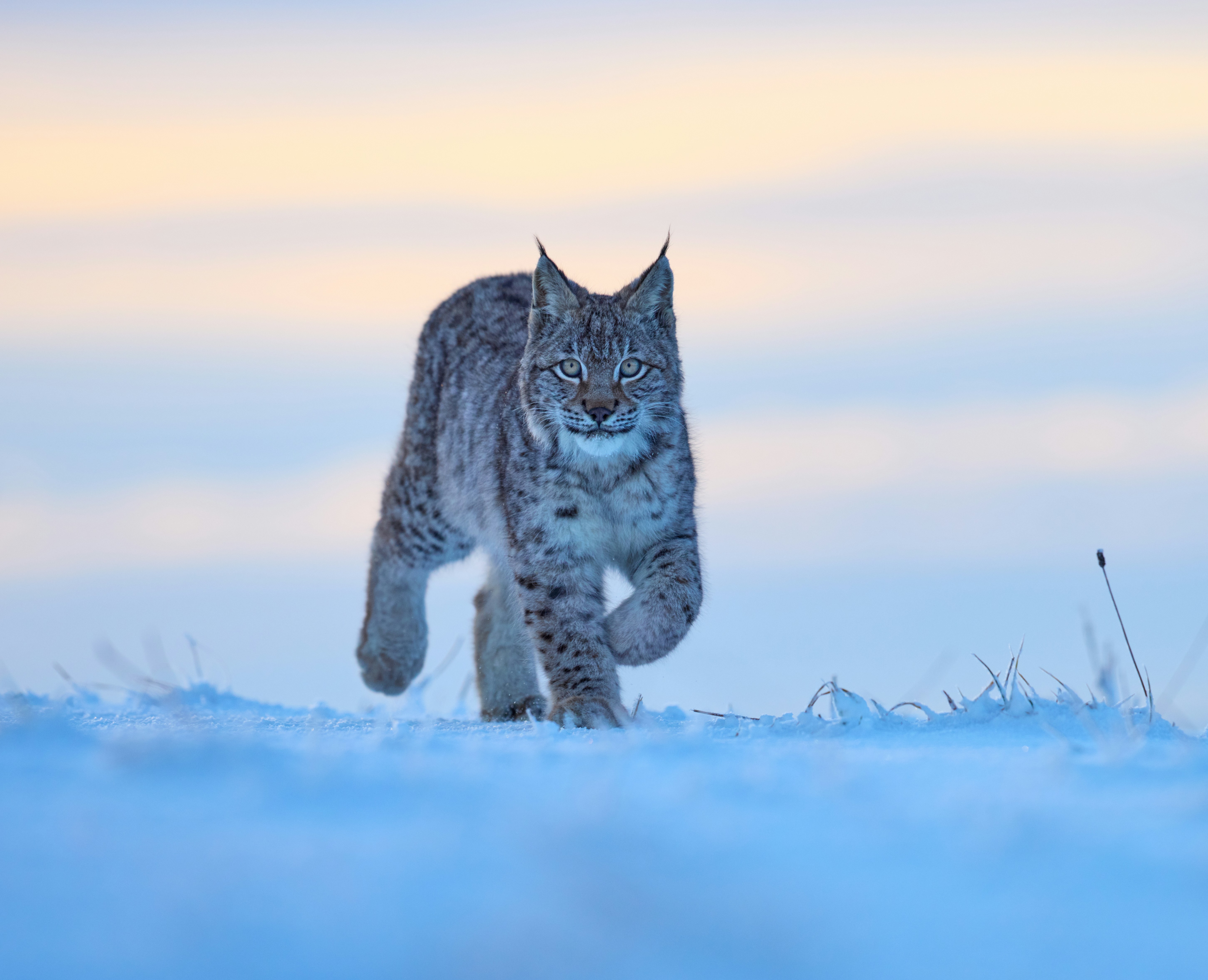 Webinar: Living Well with Wildlife: A Practical Guide