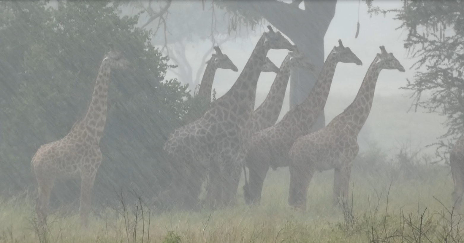 Rising Rainfall, not Temperatures, Threaten Giraffe Survival