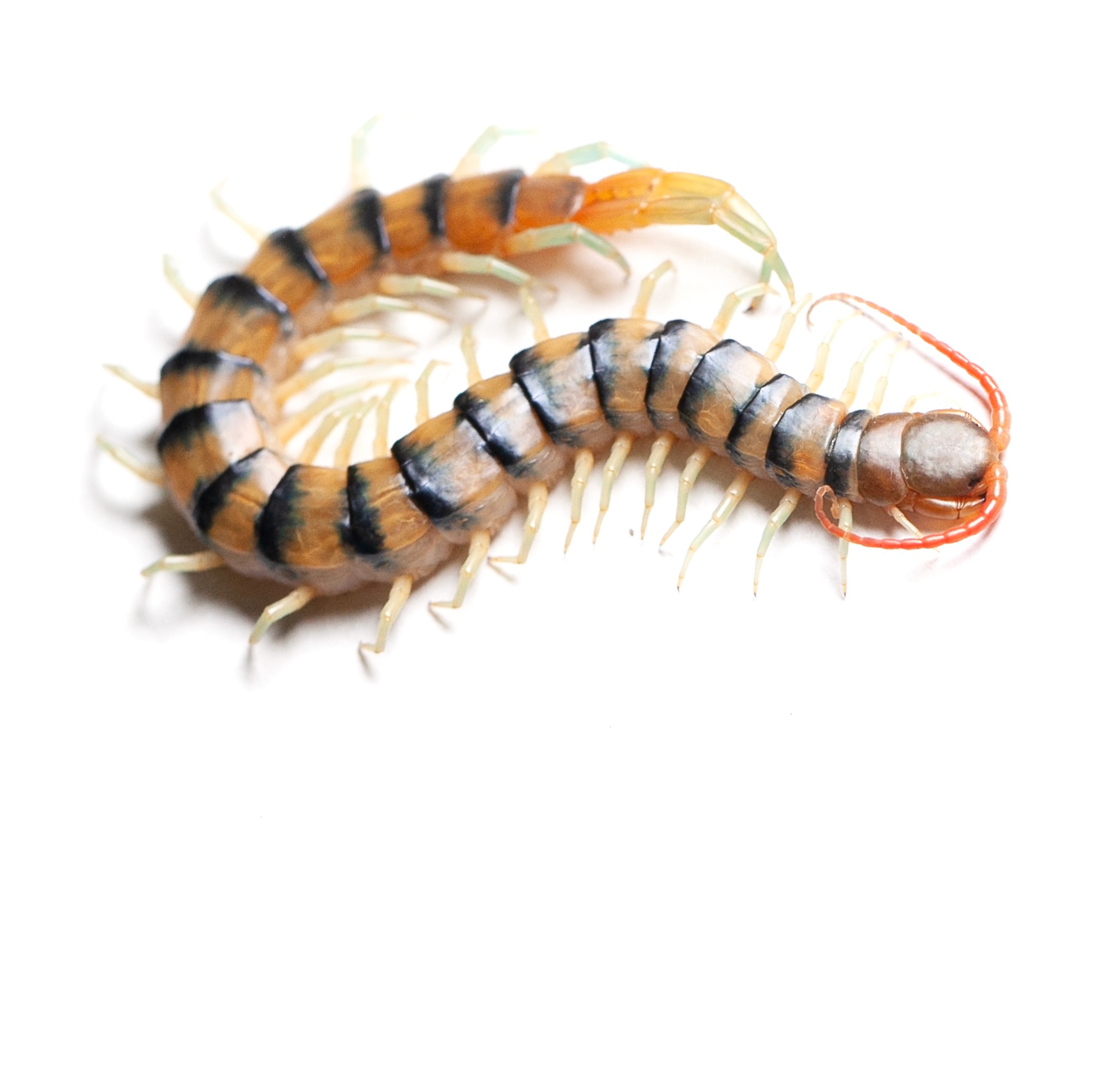Giant centipedes from the Australian outback use different venom cocktails for predation and defense