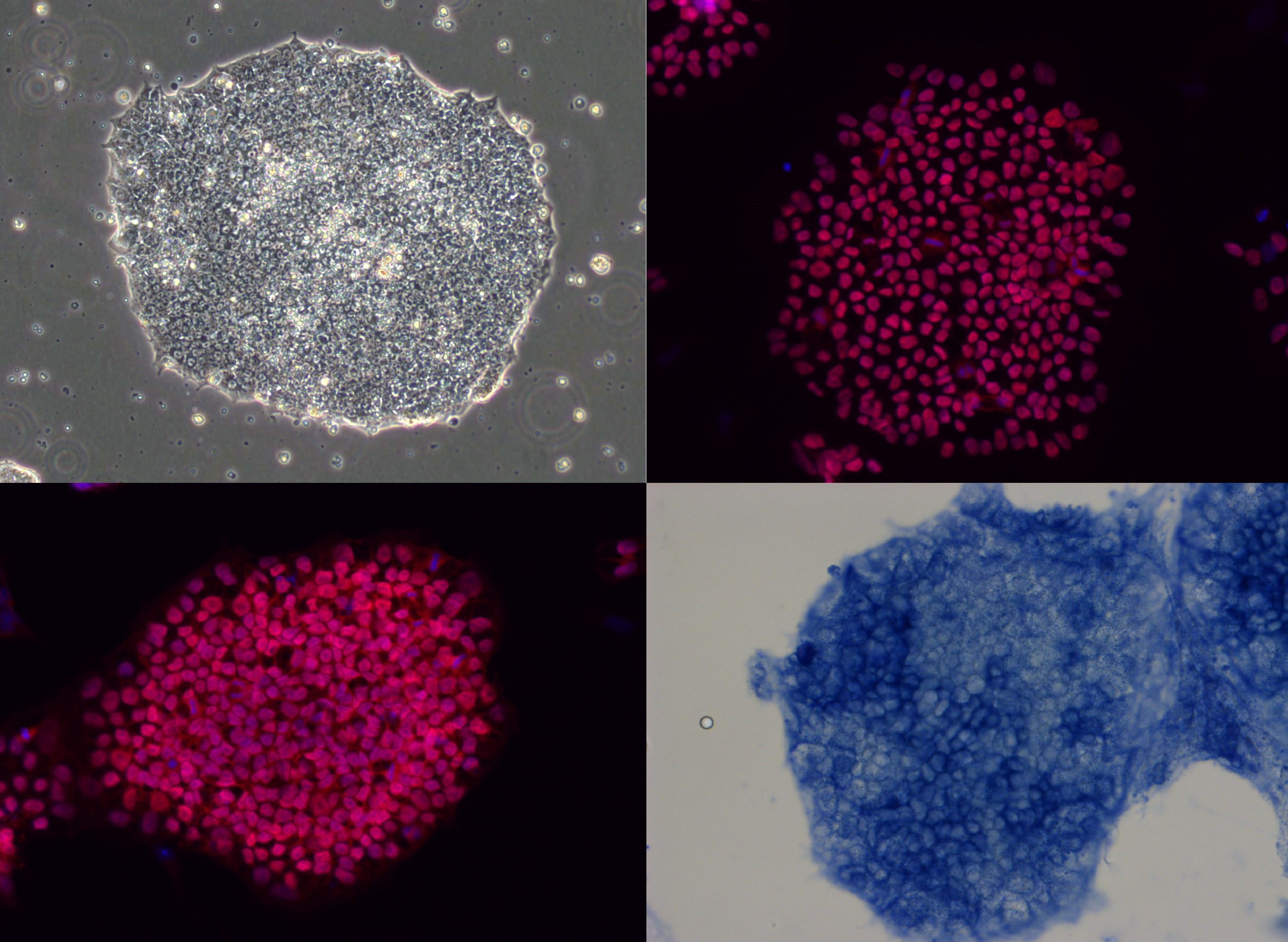 Cheap and safe human pluripotent stem cell culture