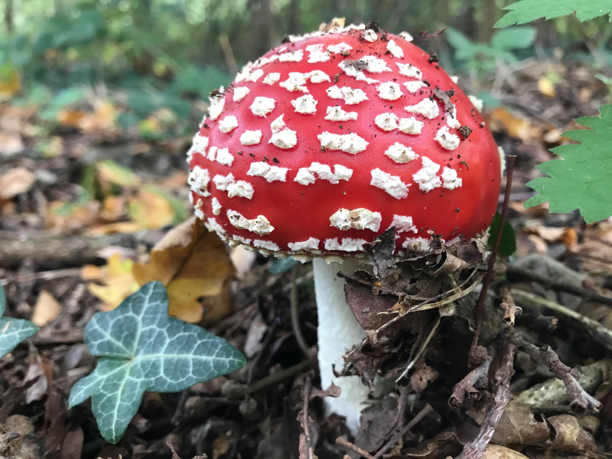 Fantastic fungi 