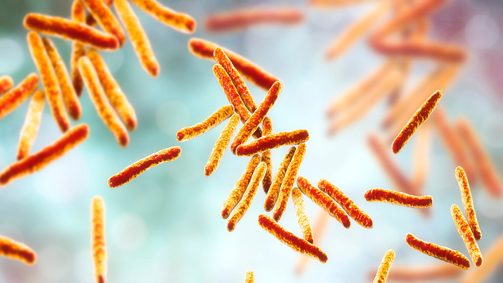 Introducing Mycobacteria