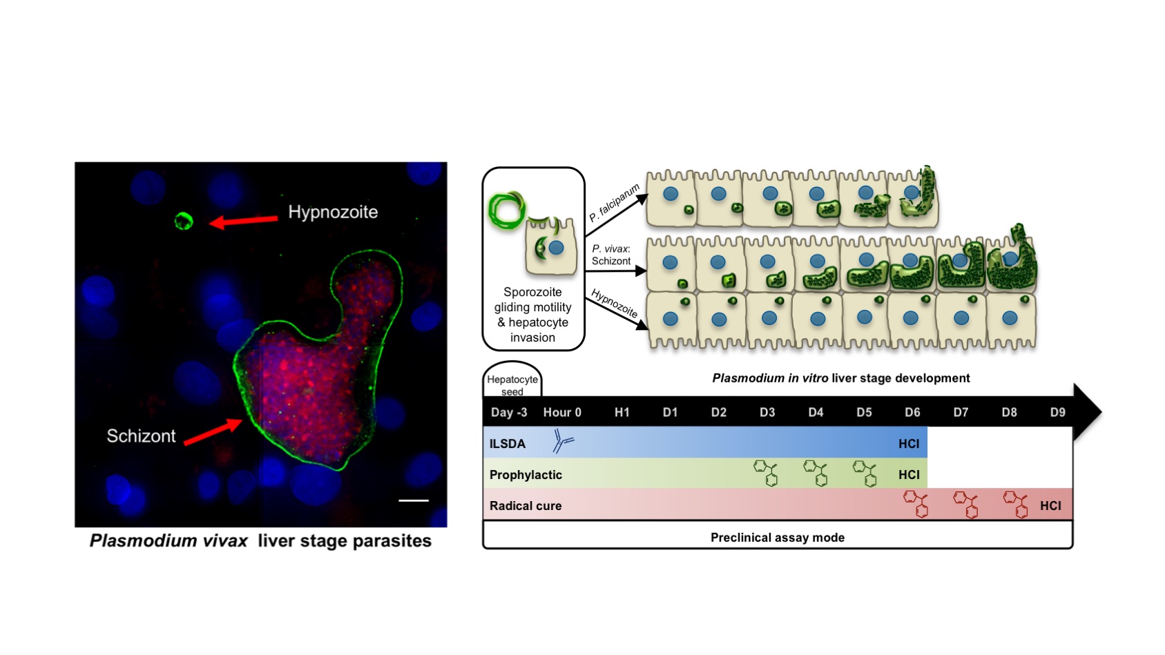 Tackling the elusive malaria liver stage using an improved human liver model