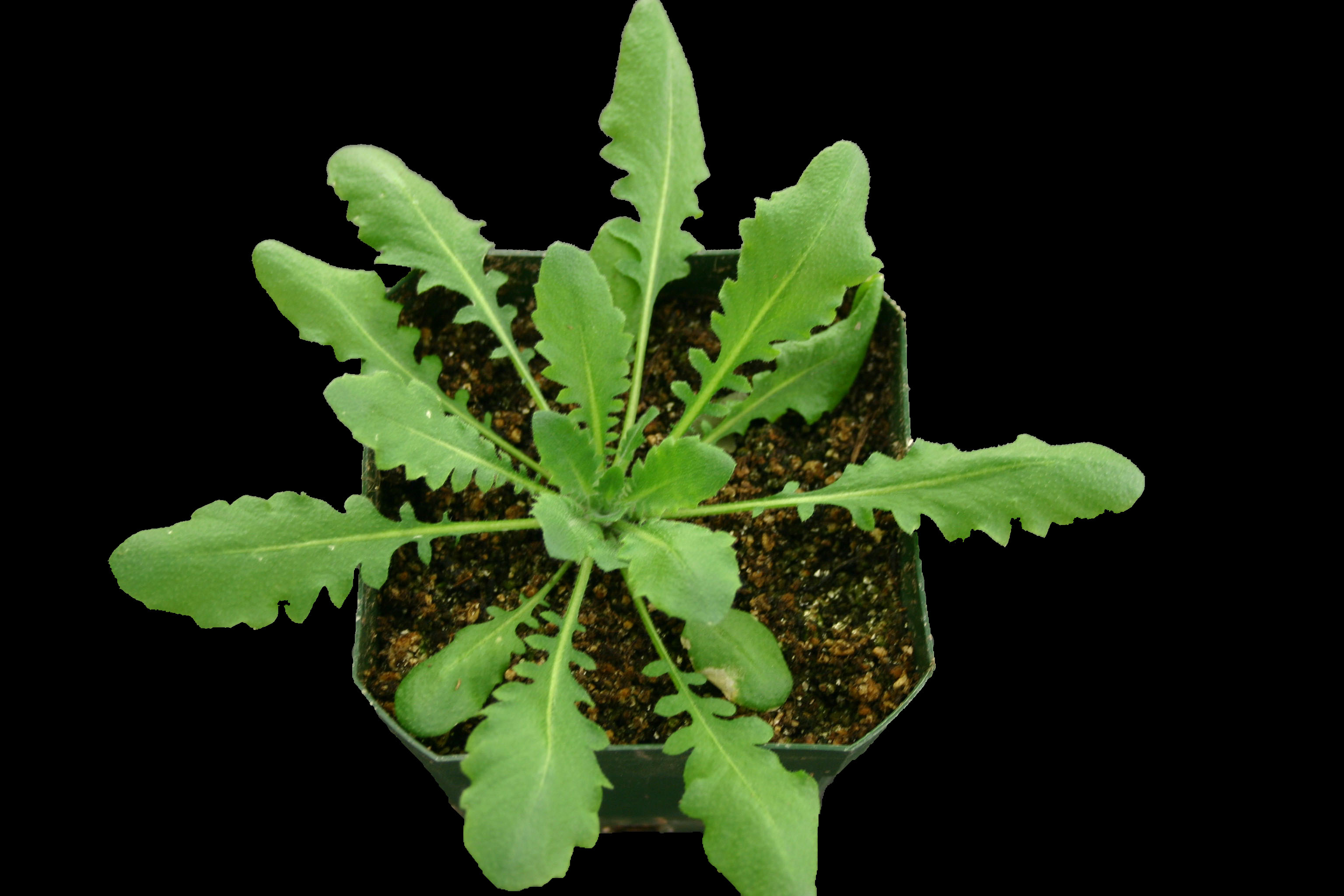 Rapid and persistent genomic and epigenomic reconciliation during formation and evolution of Arabidopsis allopolyploids