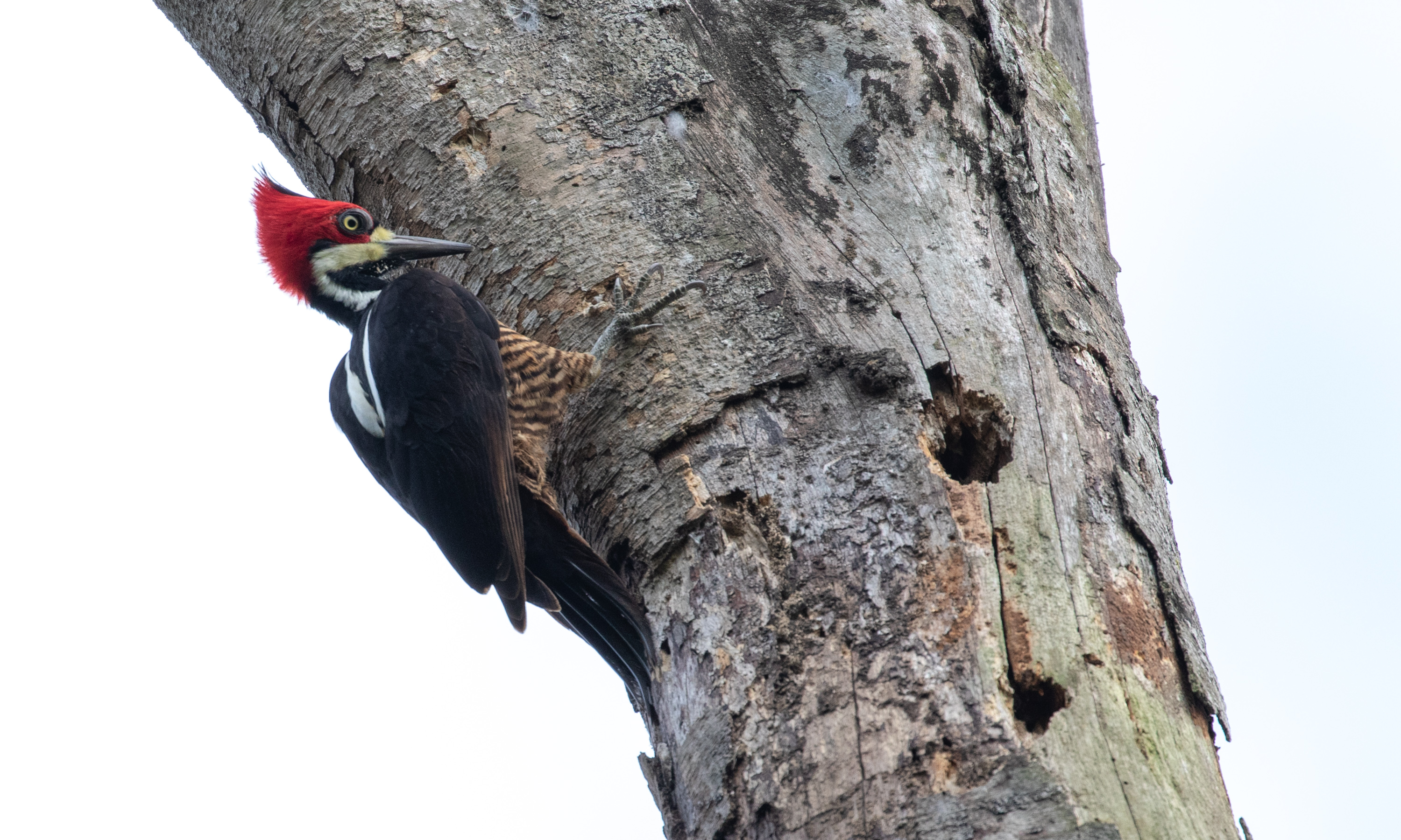 Plumage mimicry in woodpeckers