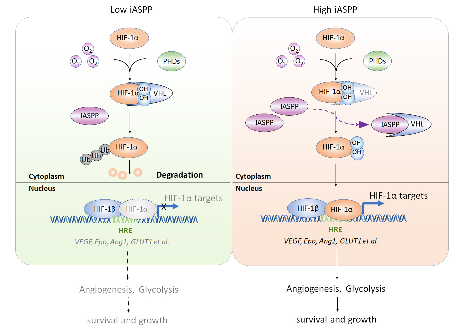 Regulation of VHL-mediated HIF-1α protein degradation under normoxia —a potential target in cancer treatment