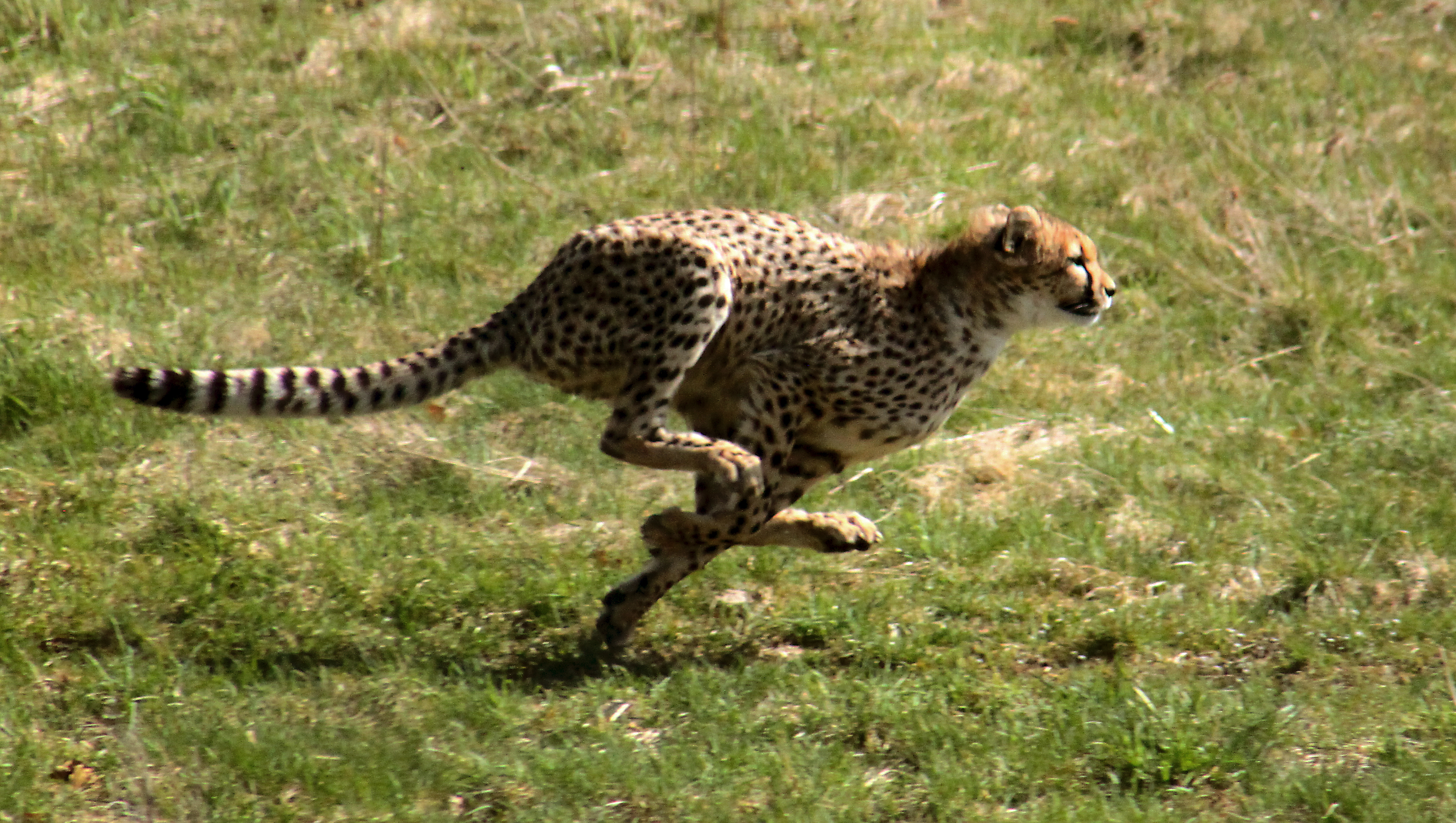 Why a cheetah is faster than an elephant… and a wolf is, too.