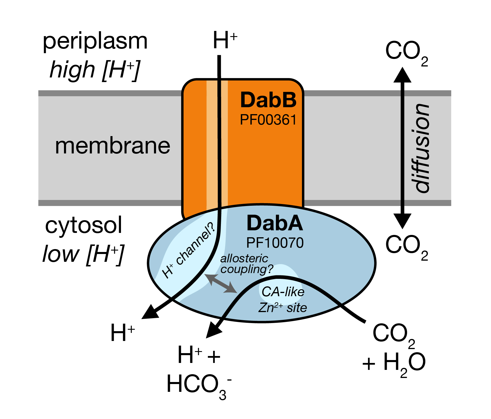 DABs are inorganic carbon pumps found in chemolithoautotrophs and heterotrophic human pathogens