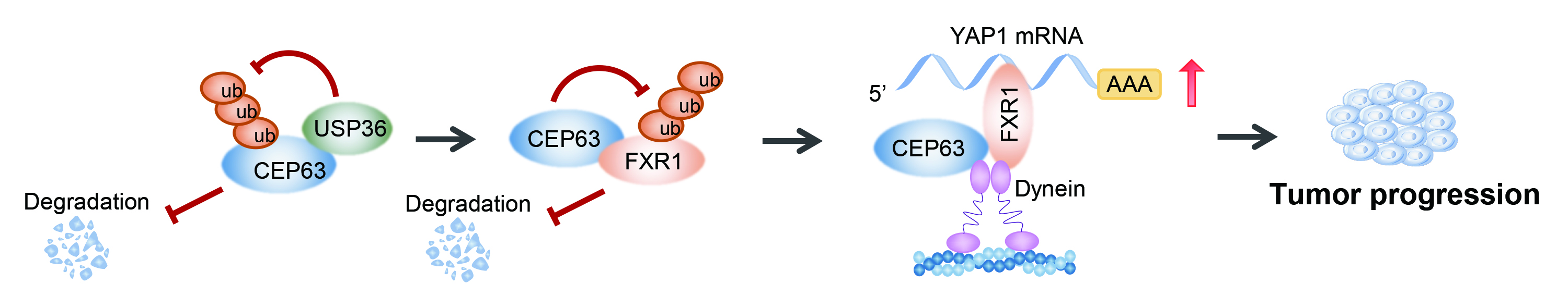 CEP63/FXR1/YAP1 axis in colorectal cancer progression