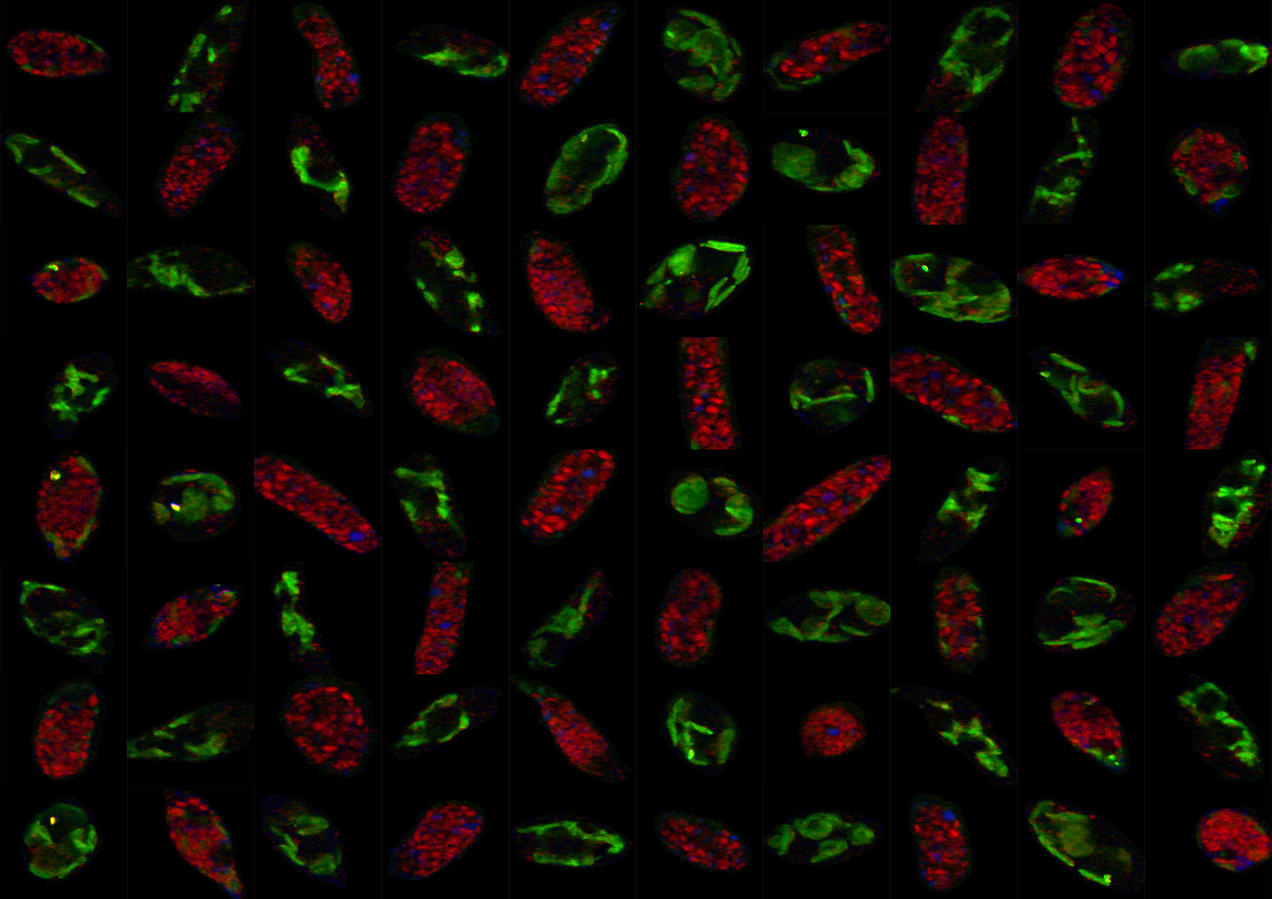 Interdisciplinary engineering efforts elucidate the metabolic heterogeneity of microalgae