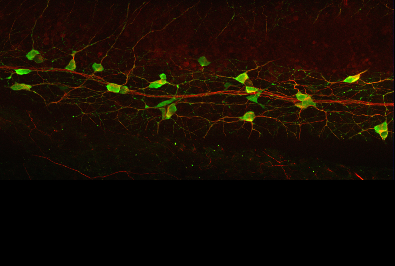 Lamprey gut neurons arise from trunk neural crest precursors