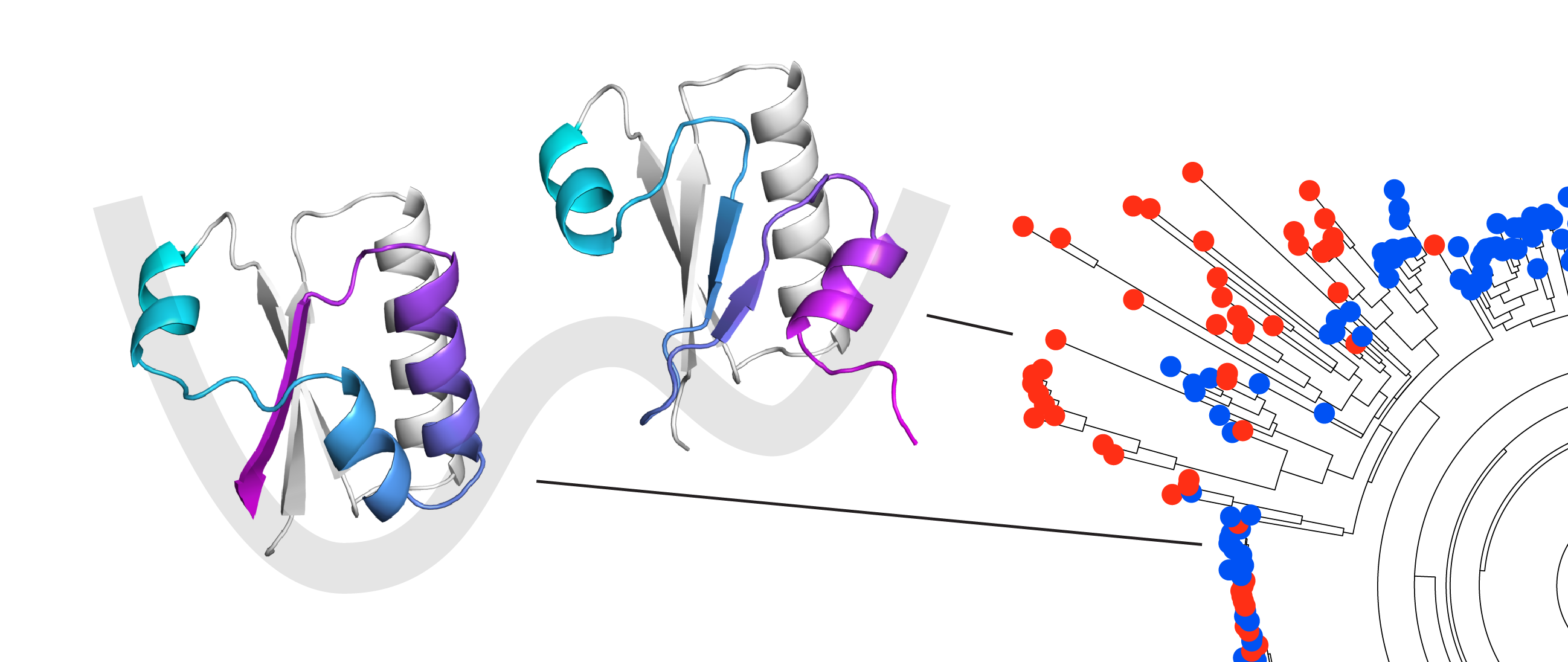 Predicting multiple conformations via sequence clustering and AlphaFold2